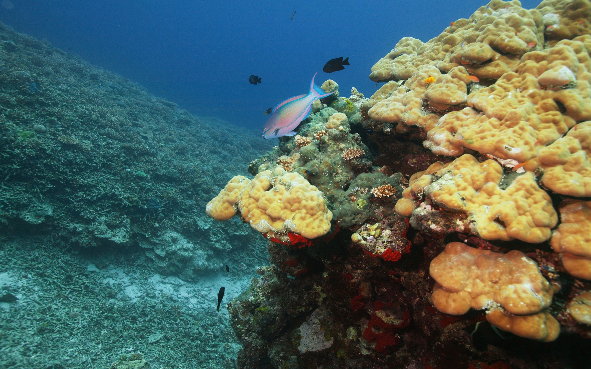 Подводный мир океана