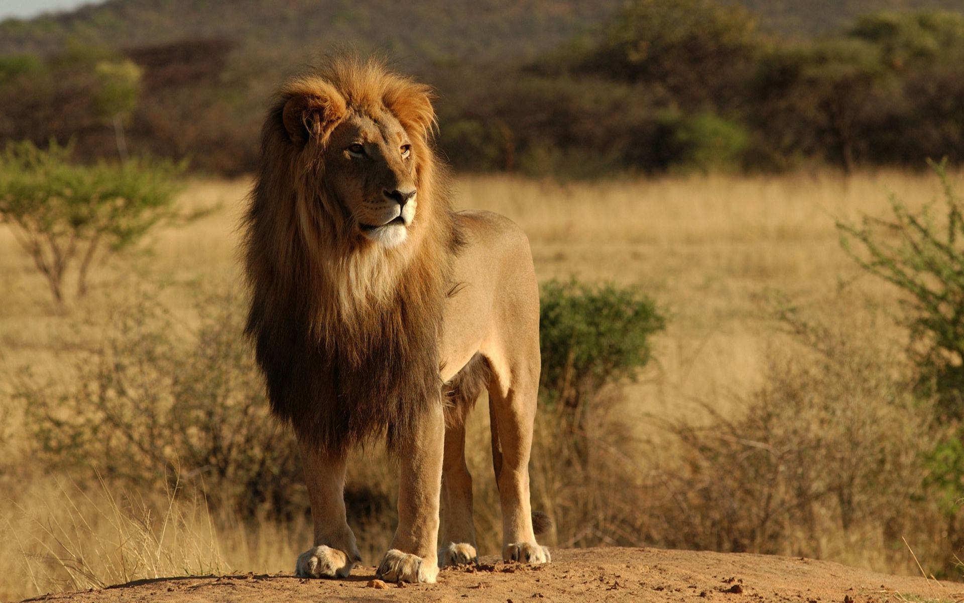 Лев царь зверей