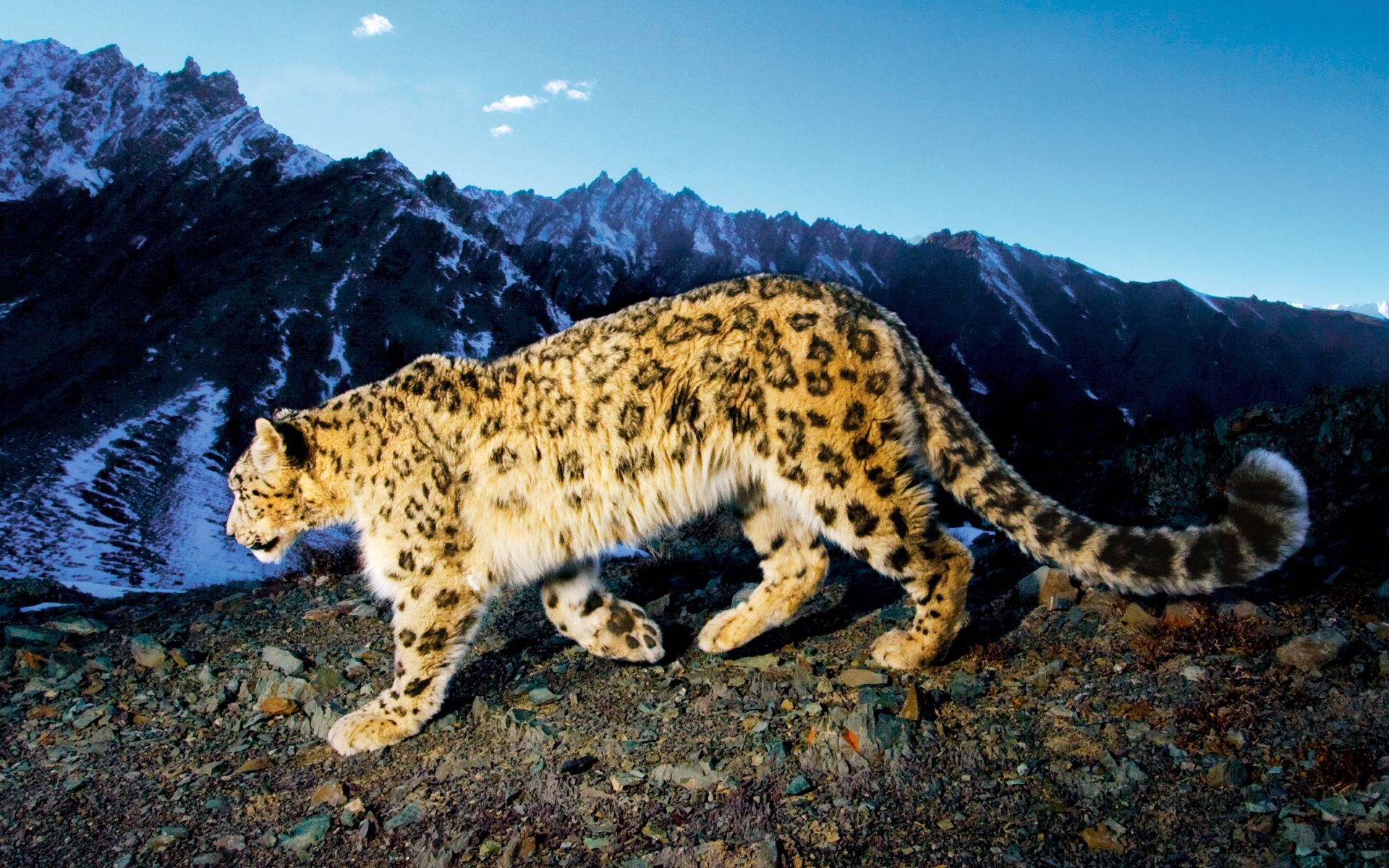 Снежный леопард