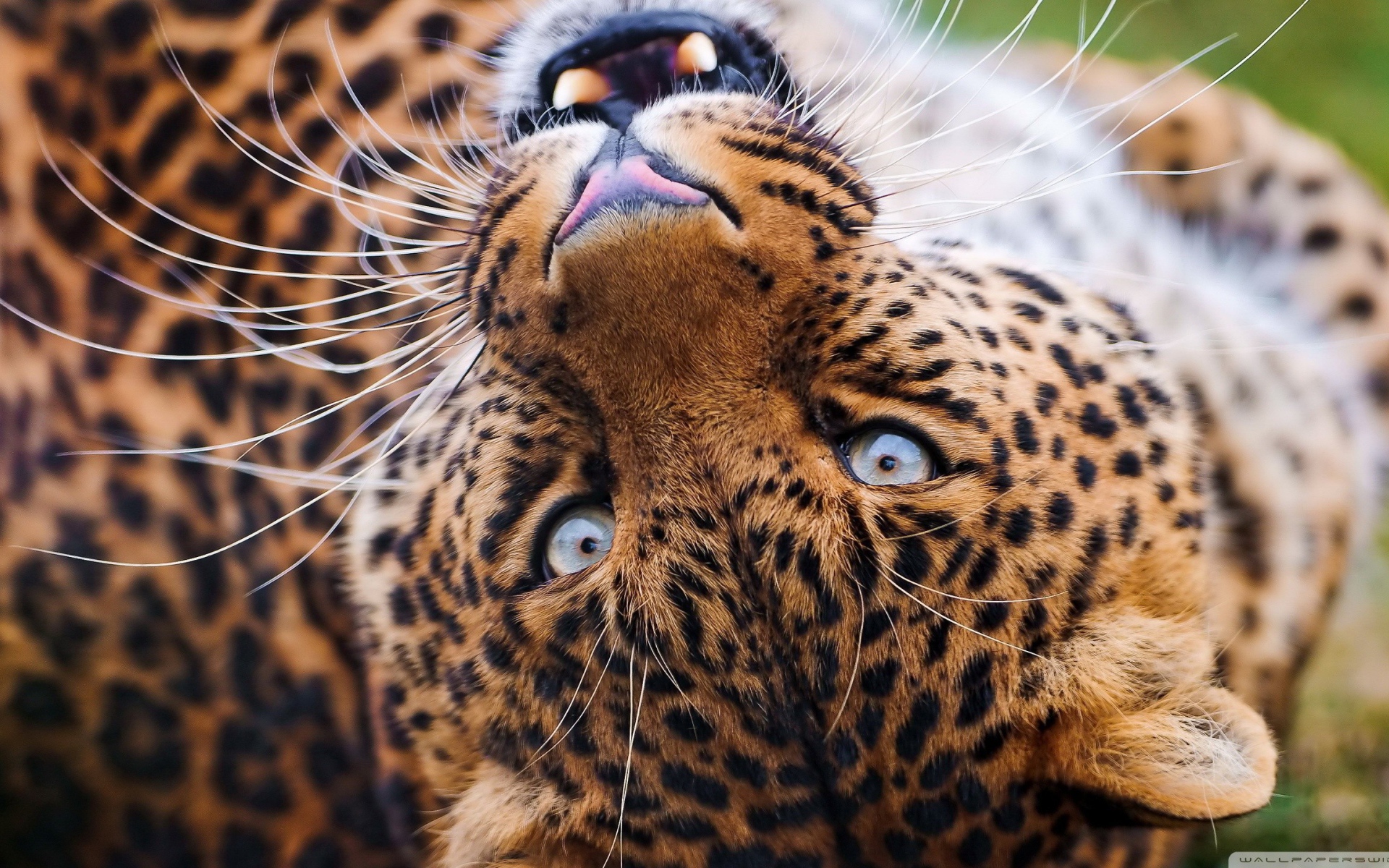 Морда лежачего леопарда