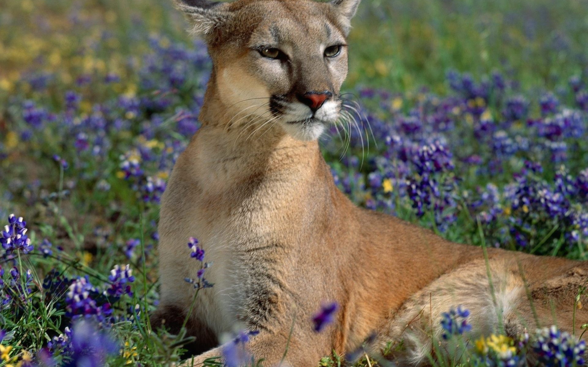 Пума лежит в синих цветах