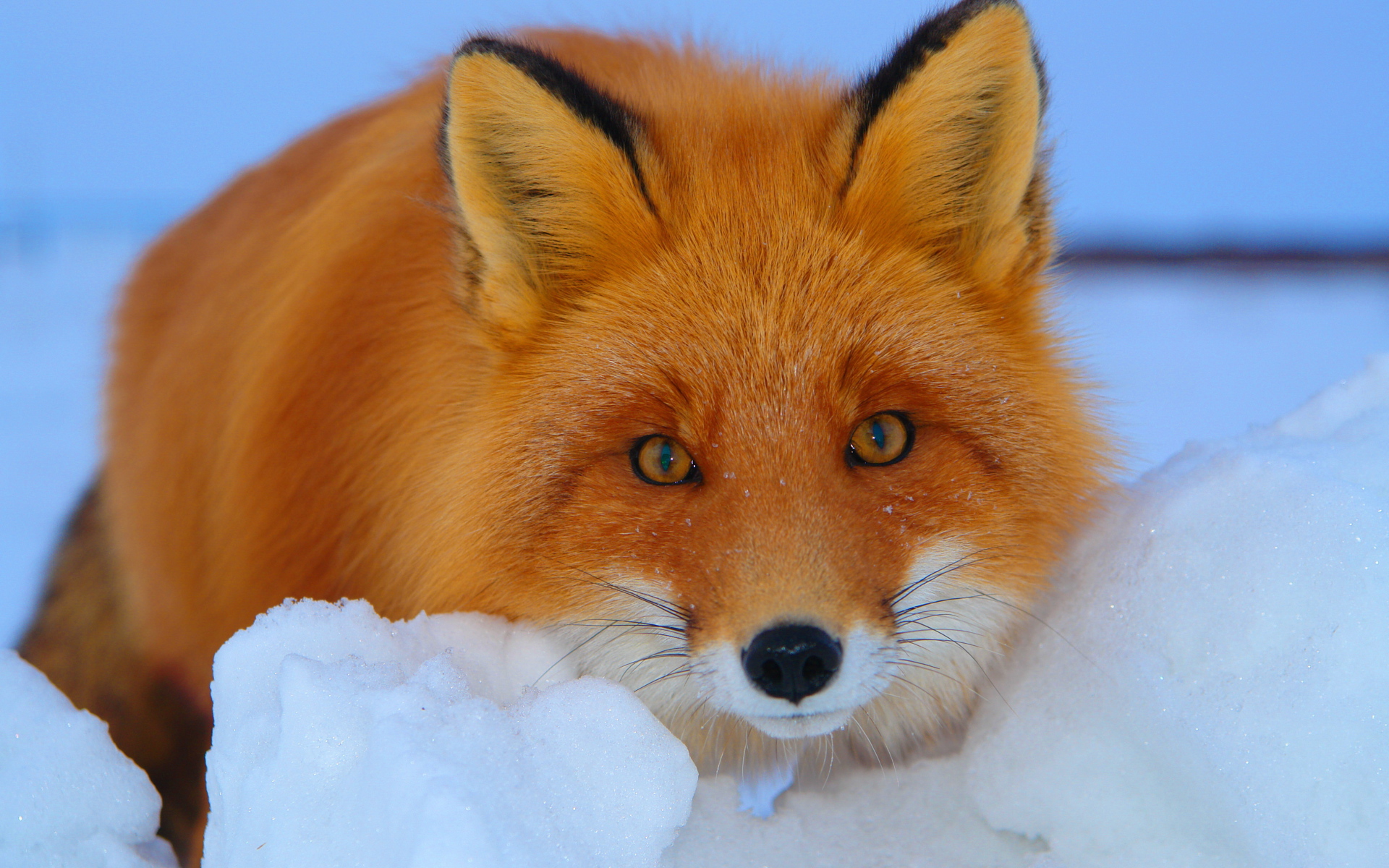 Рыжая лиса на снегу