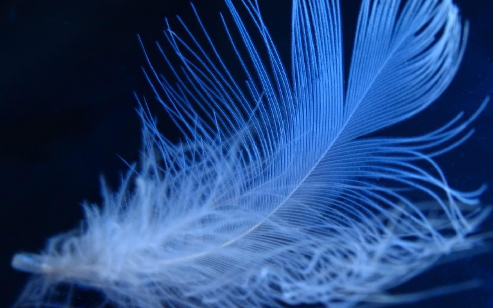 Пушистое неоновое перо