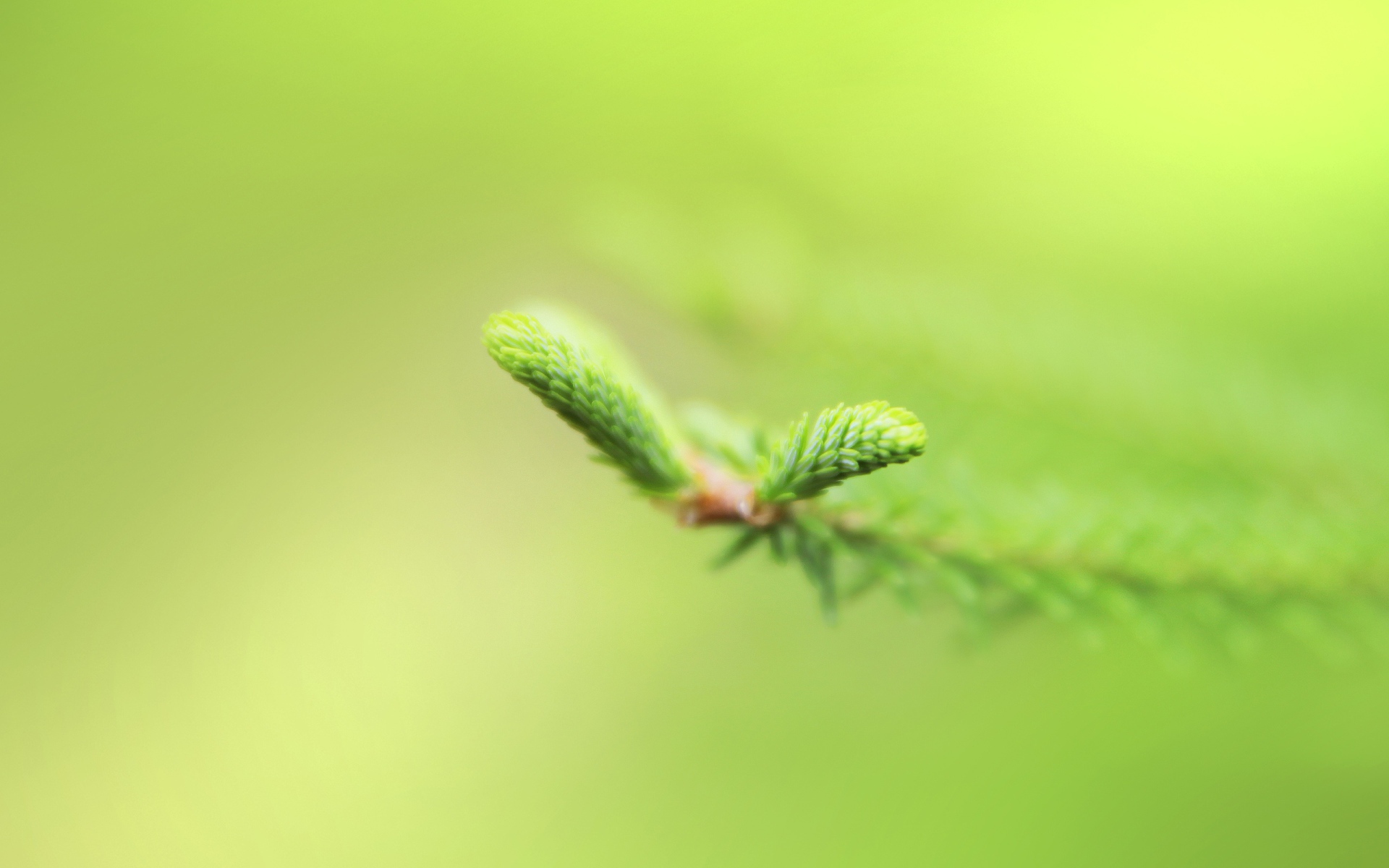 Свежая зелень