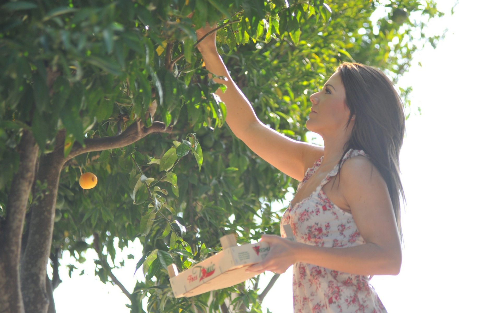 Девушка собирает фрукты