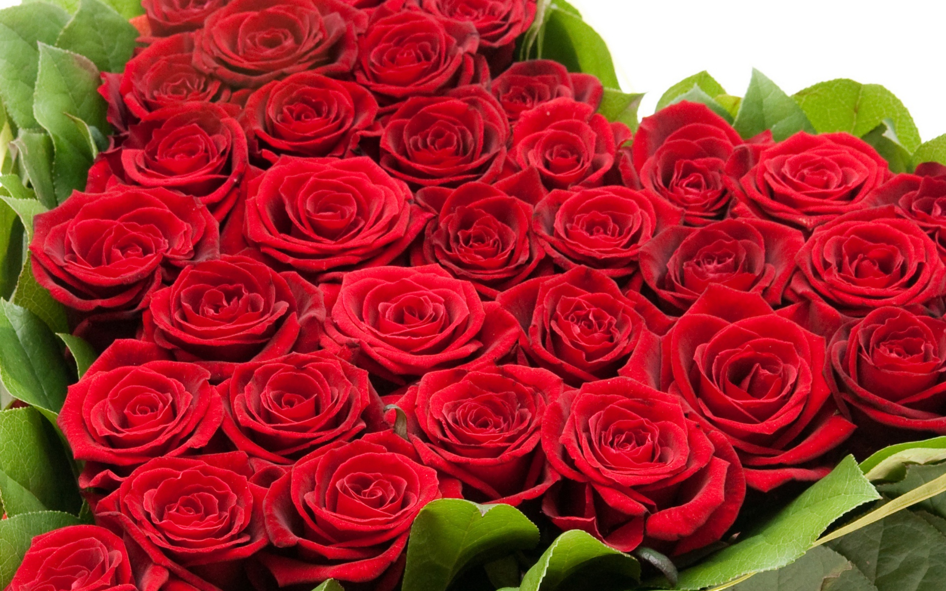 Букет красных роз на 8 марта для девушки