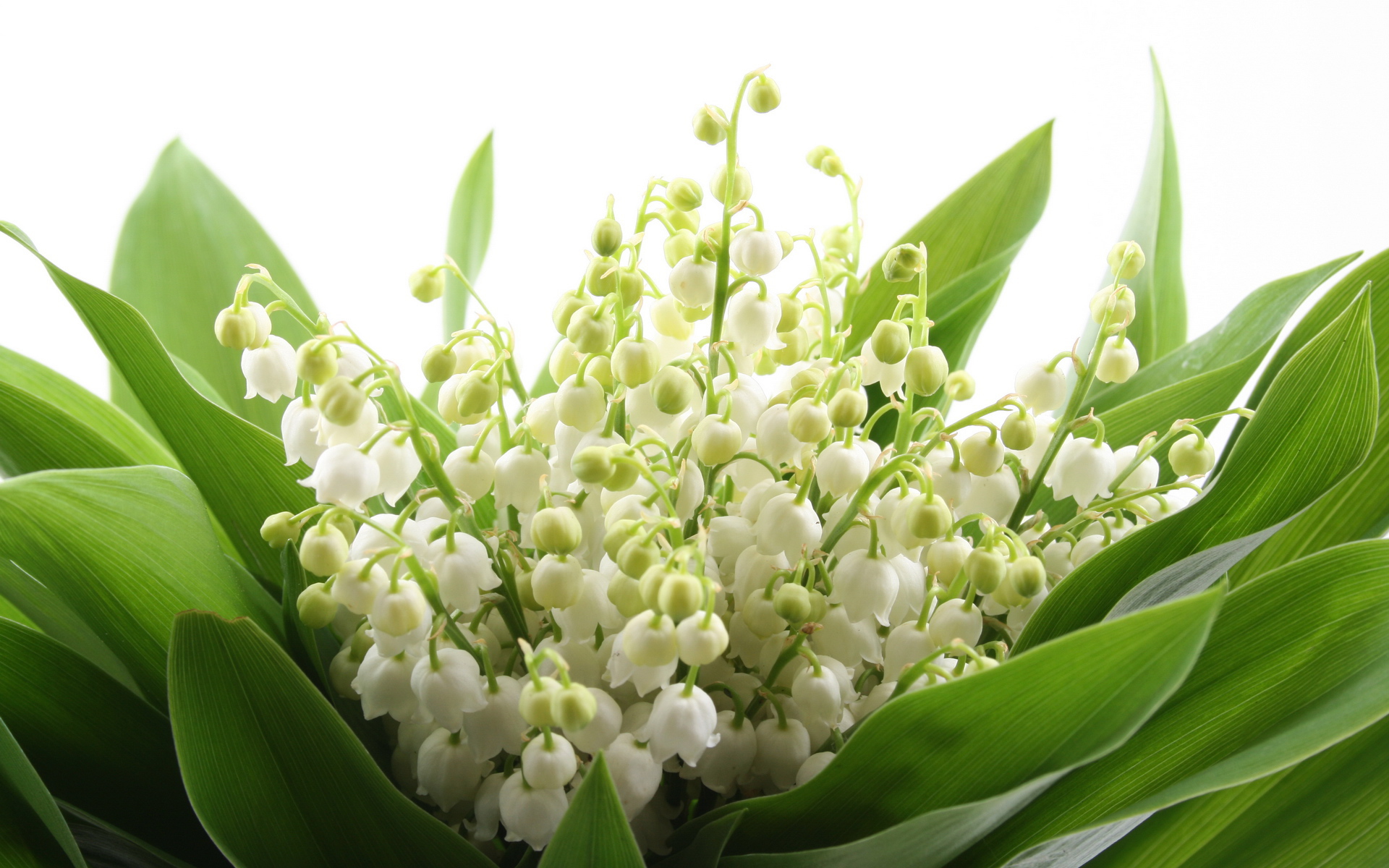 Ландыши на 8 марта