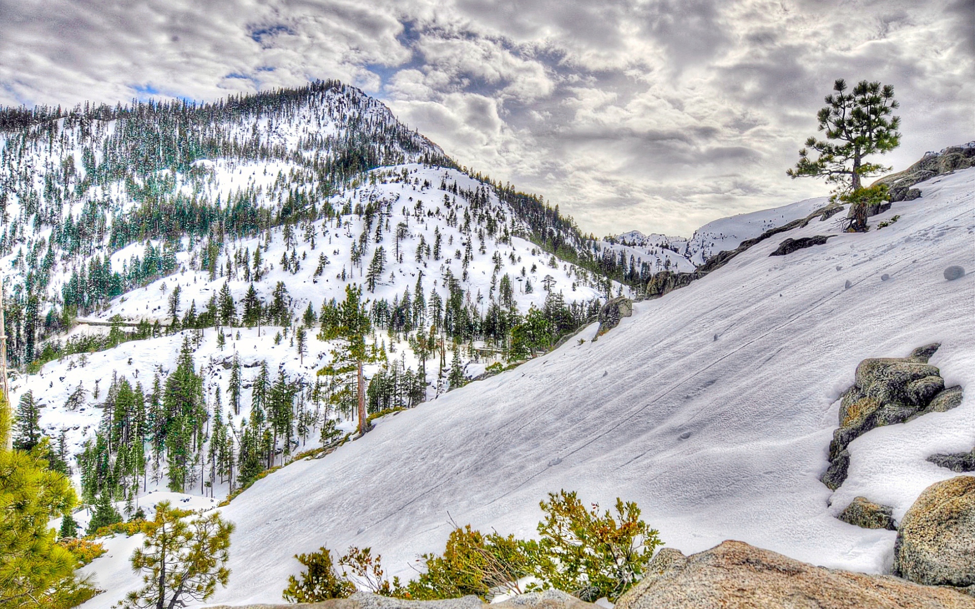 Заснеженный лес в горах