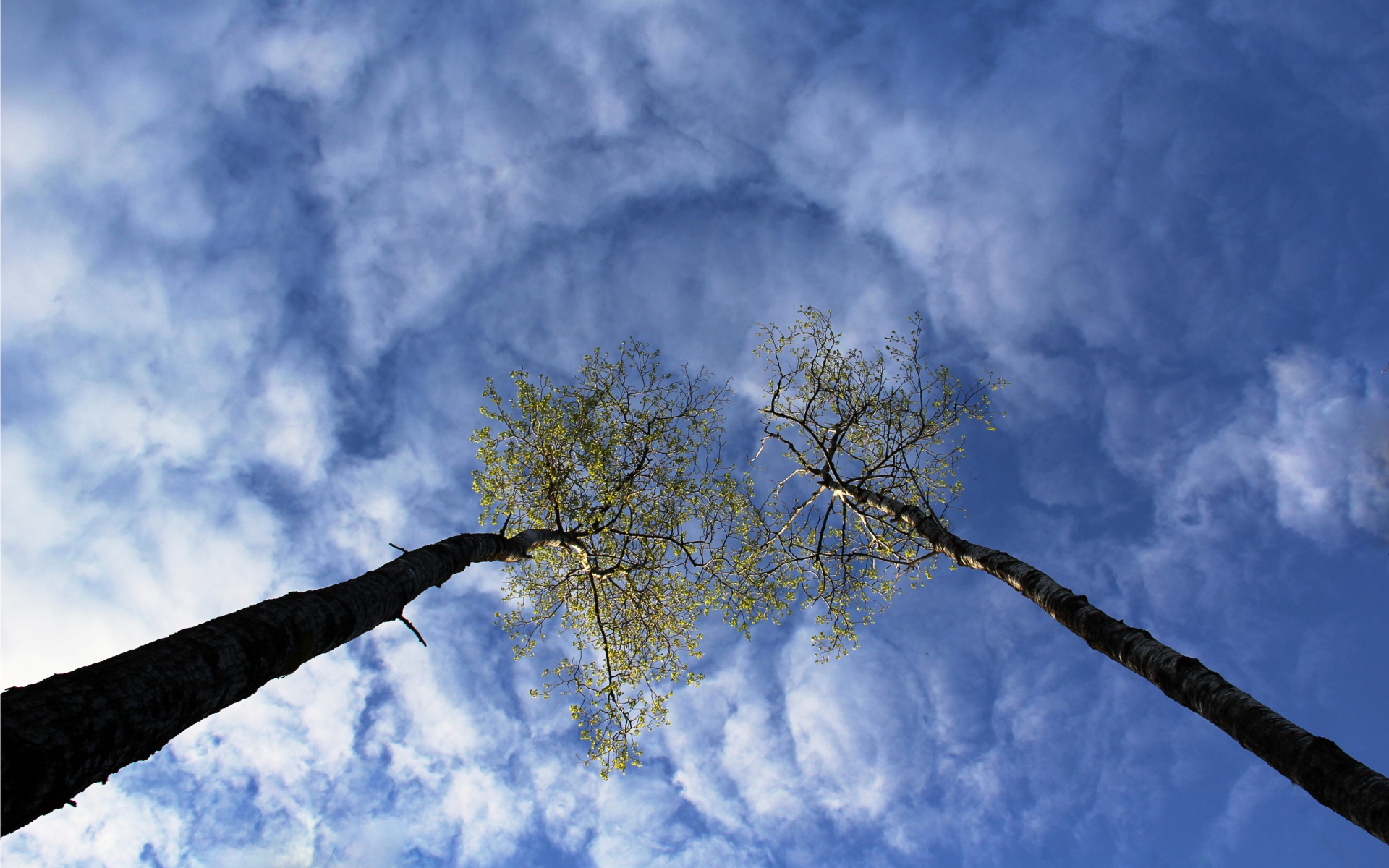 Вершины деревьев в облаках
