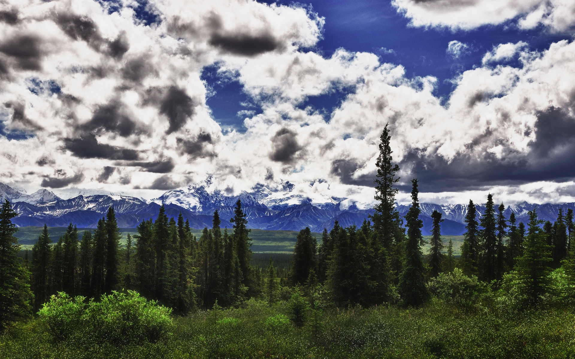 Красивые облака над лесом