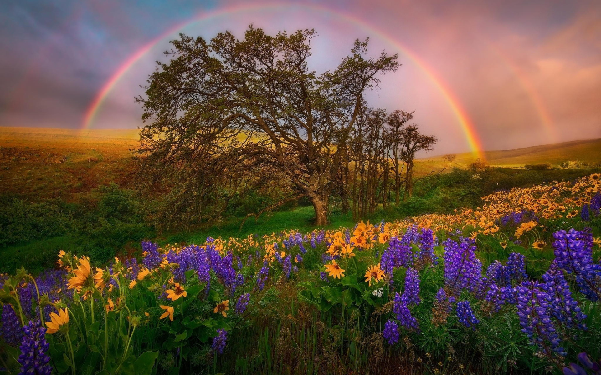 Радуга над полем