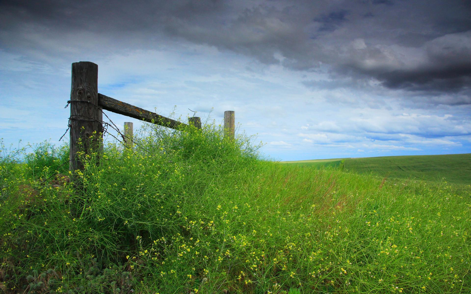 Трава у деревянного забора