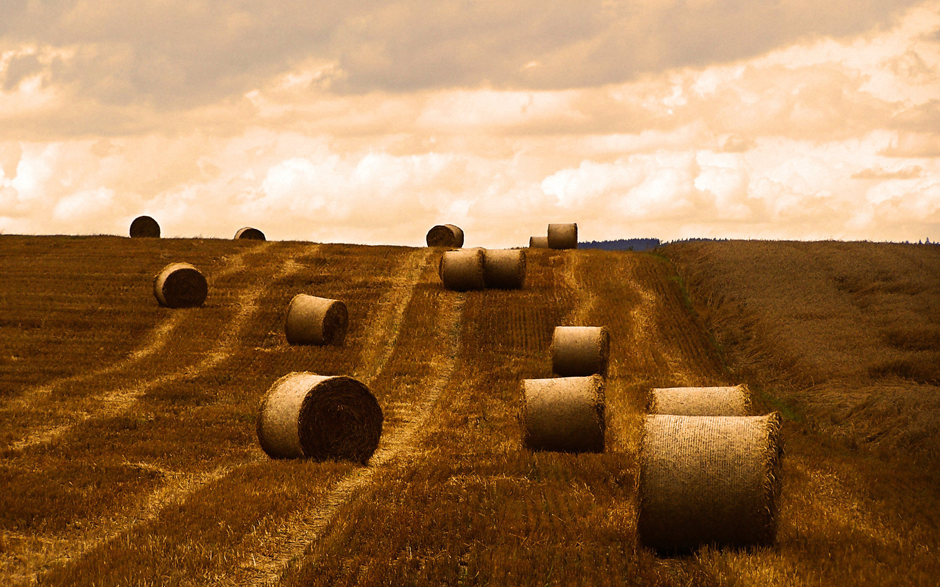 Поле после уборки урожая