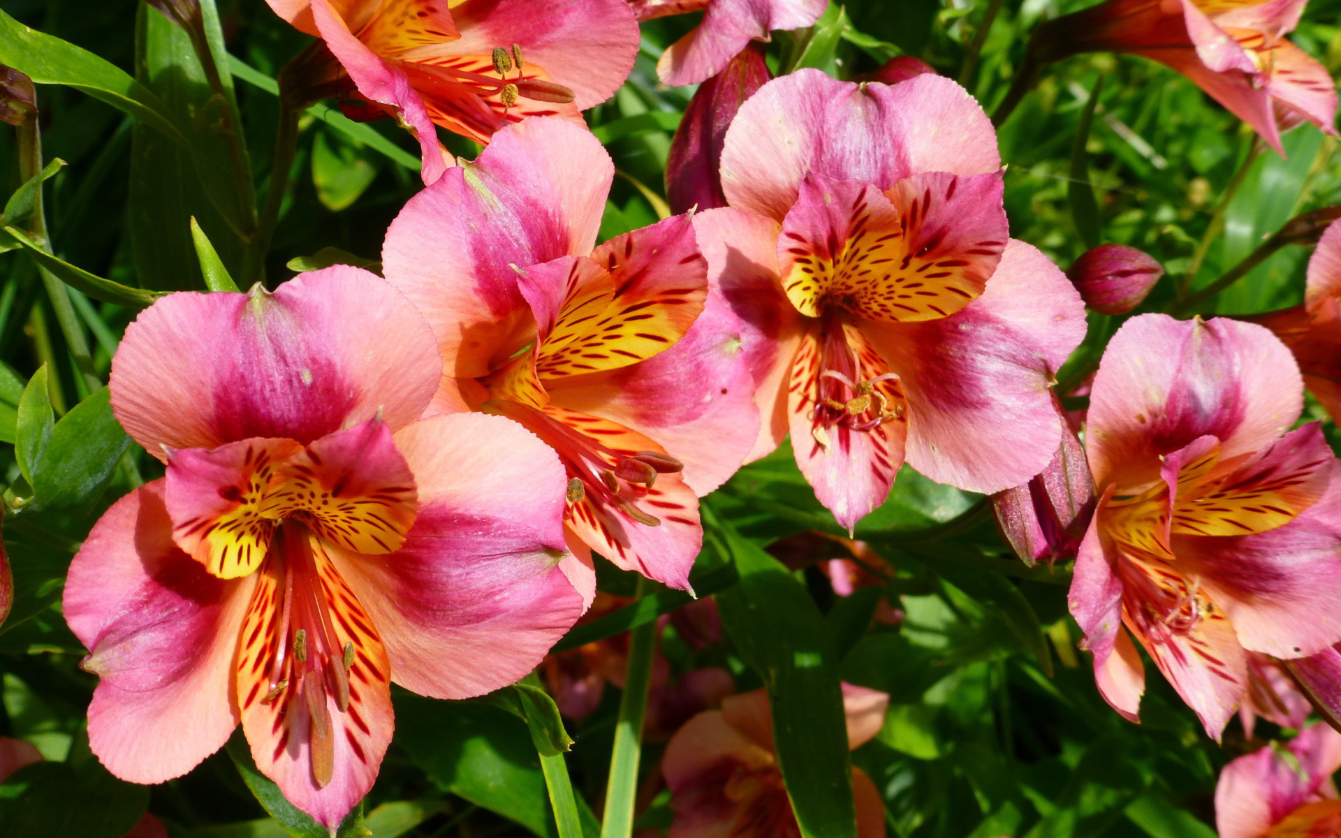 Выращивание цветов альстремерия в саду