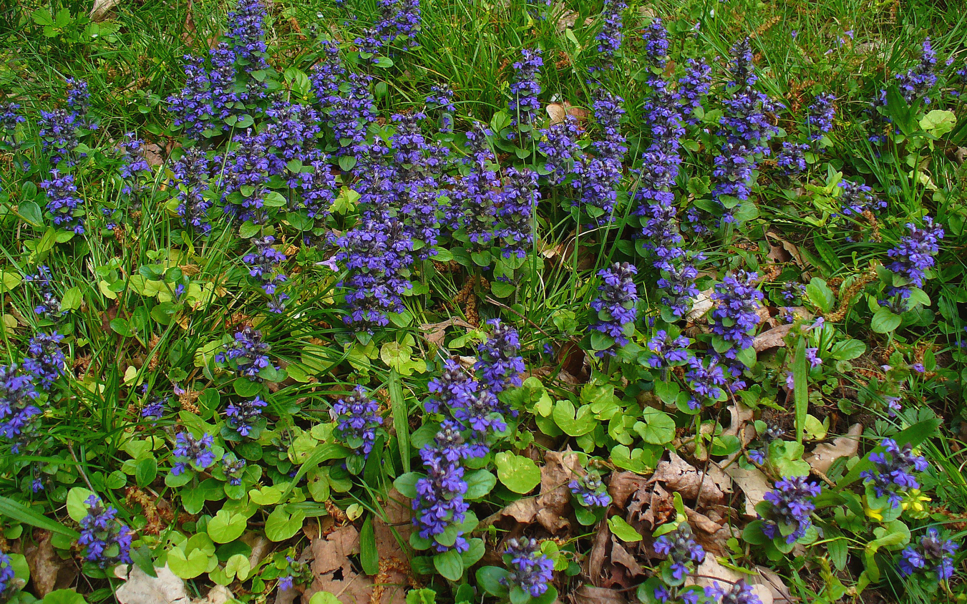 Садовые цветы аюга на дачном участке