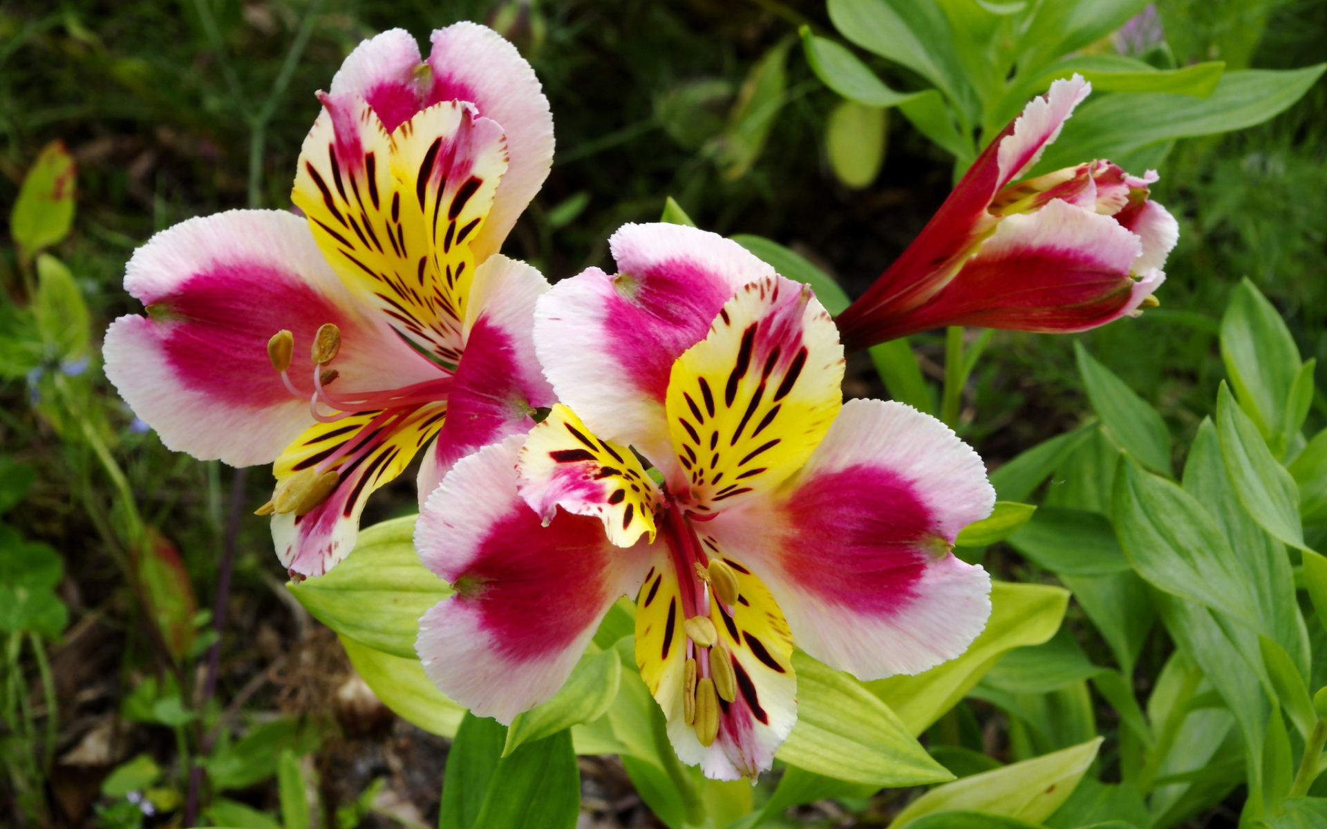 Красивая альстремерия на дачном участке