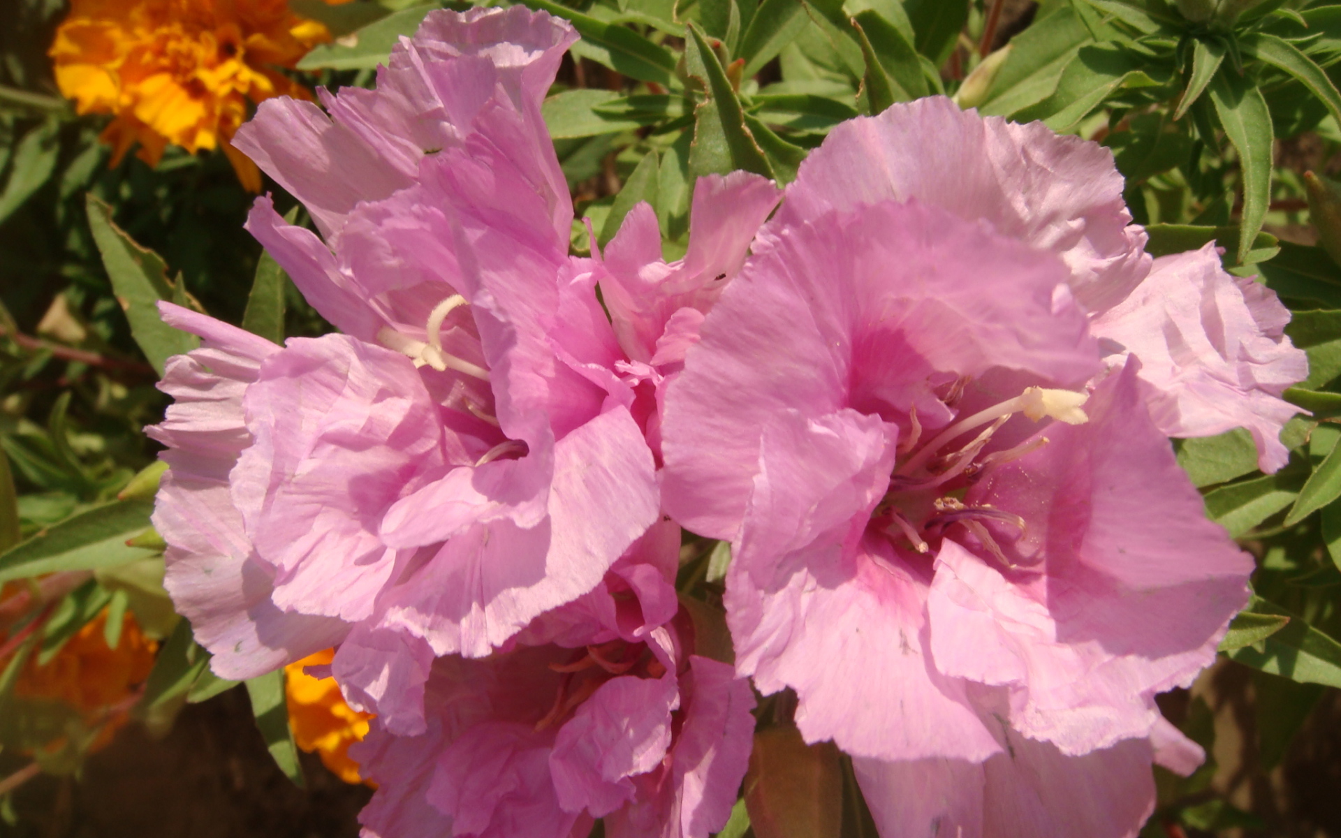 Красивая кларкия (годеция) на дачном участке