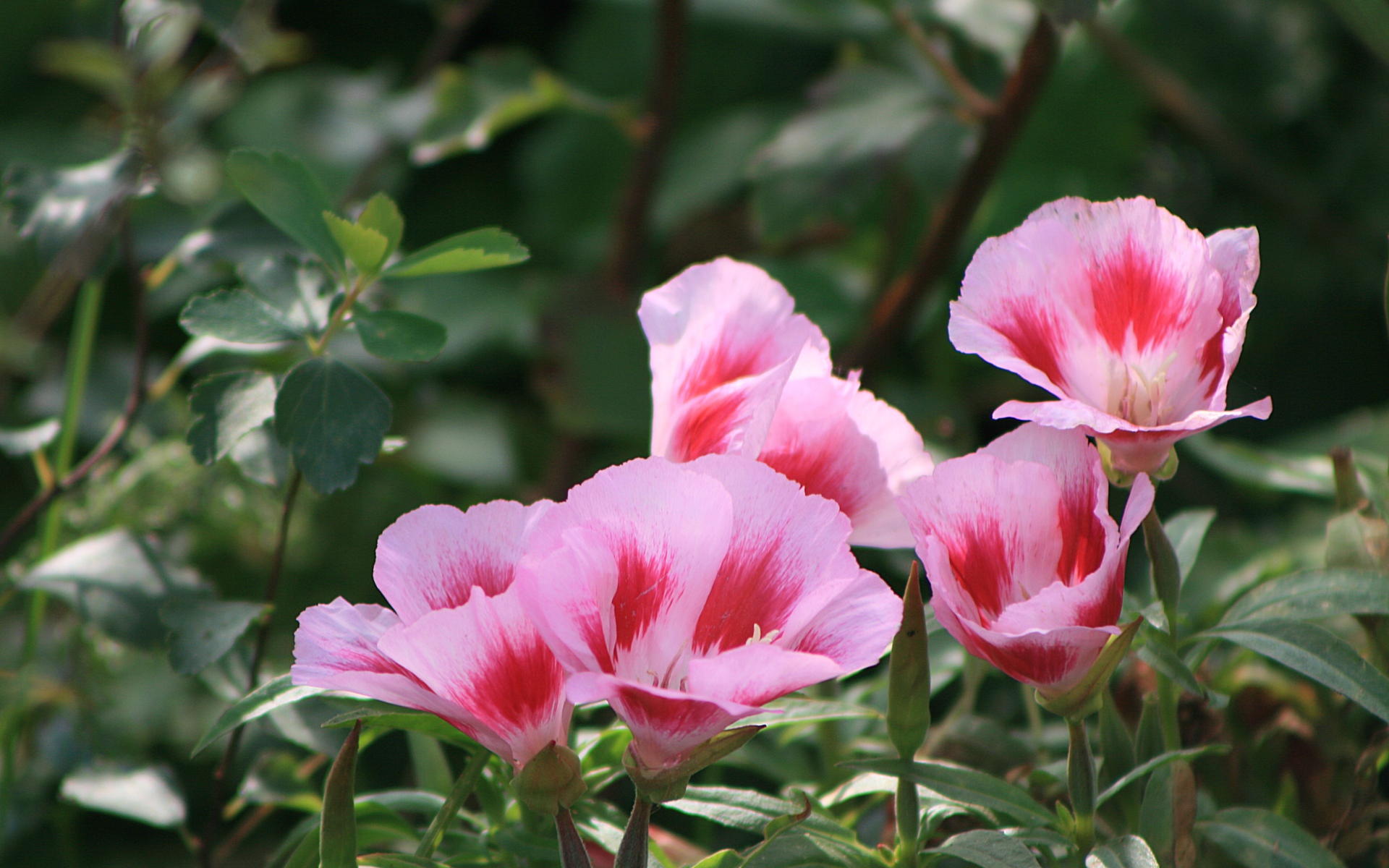 Красивая кларкия (годеция) в саду