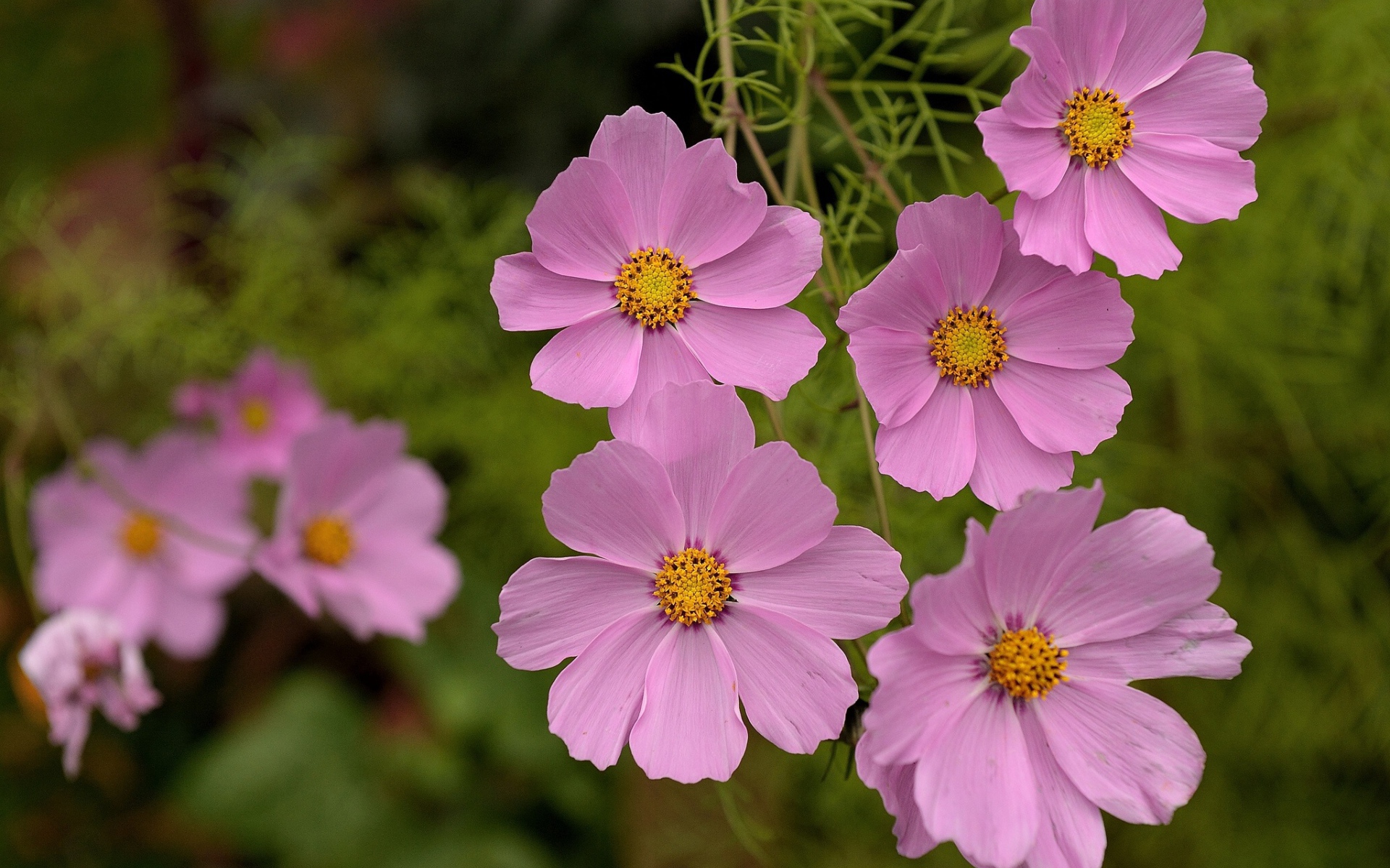 Красивые цветы космея в парке