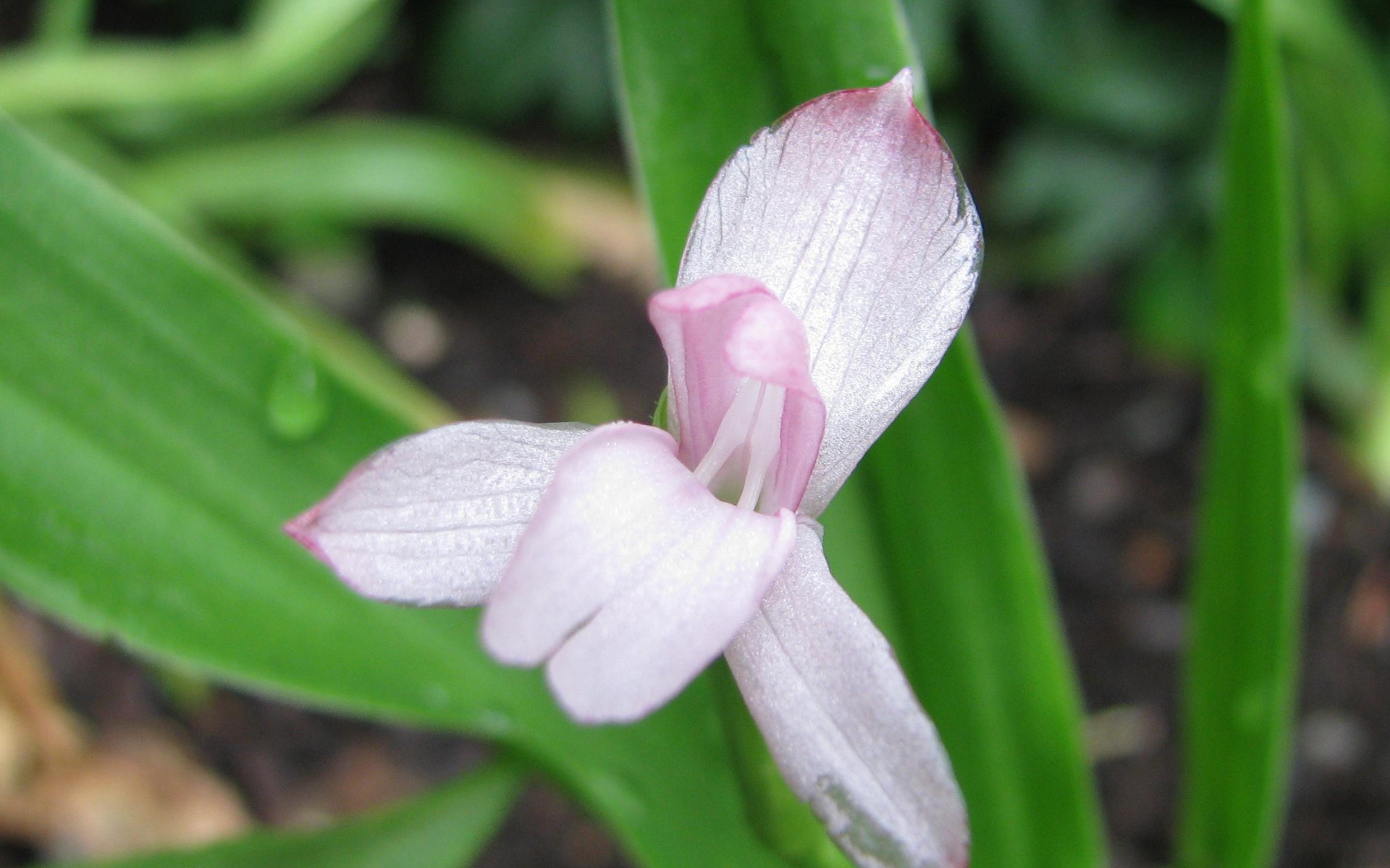 Красивая роскоя на клумбе в саду