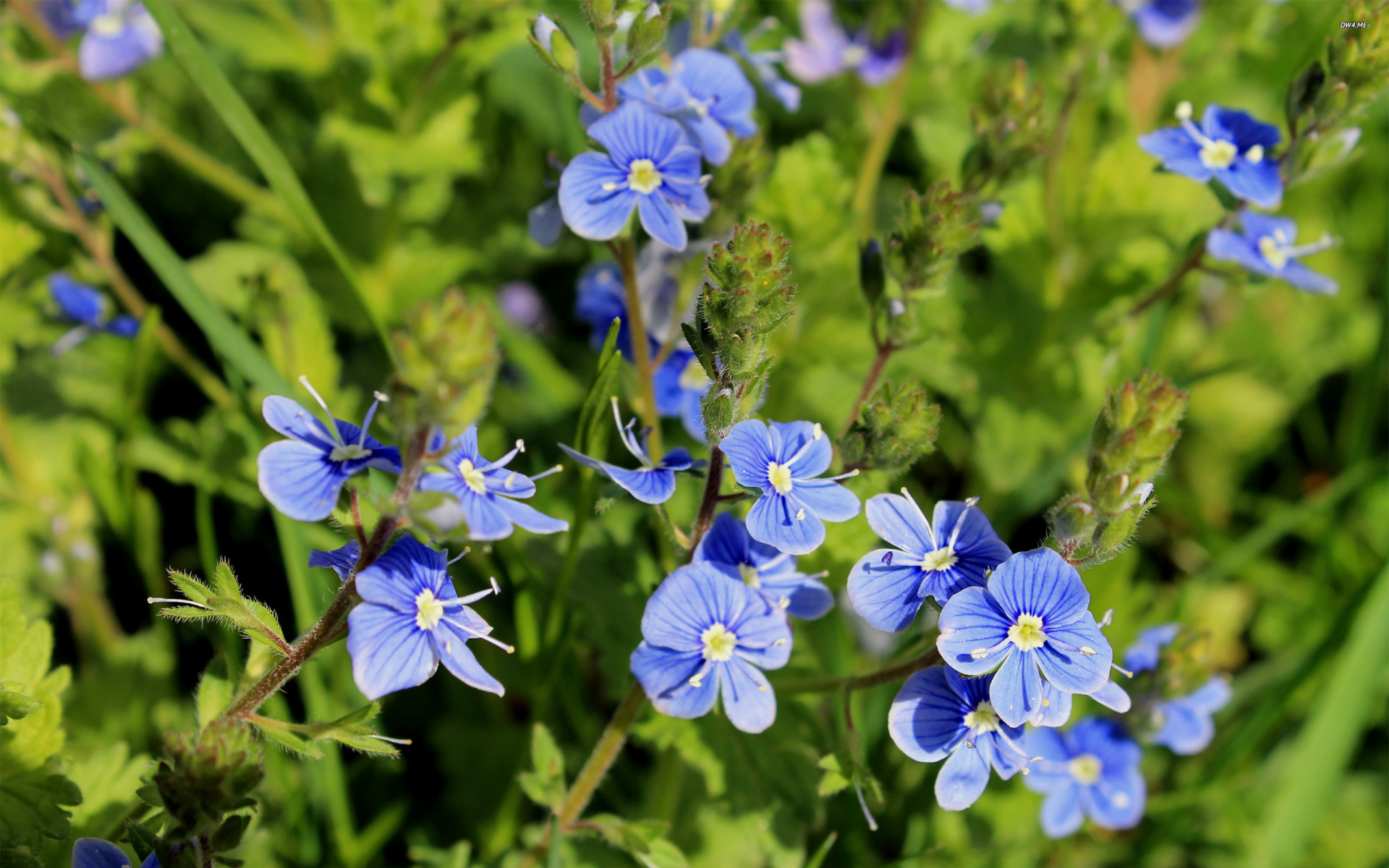 Красивая вероника на дачном участке