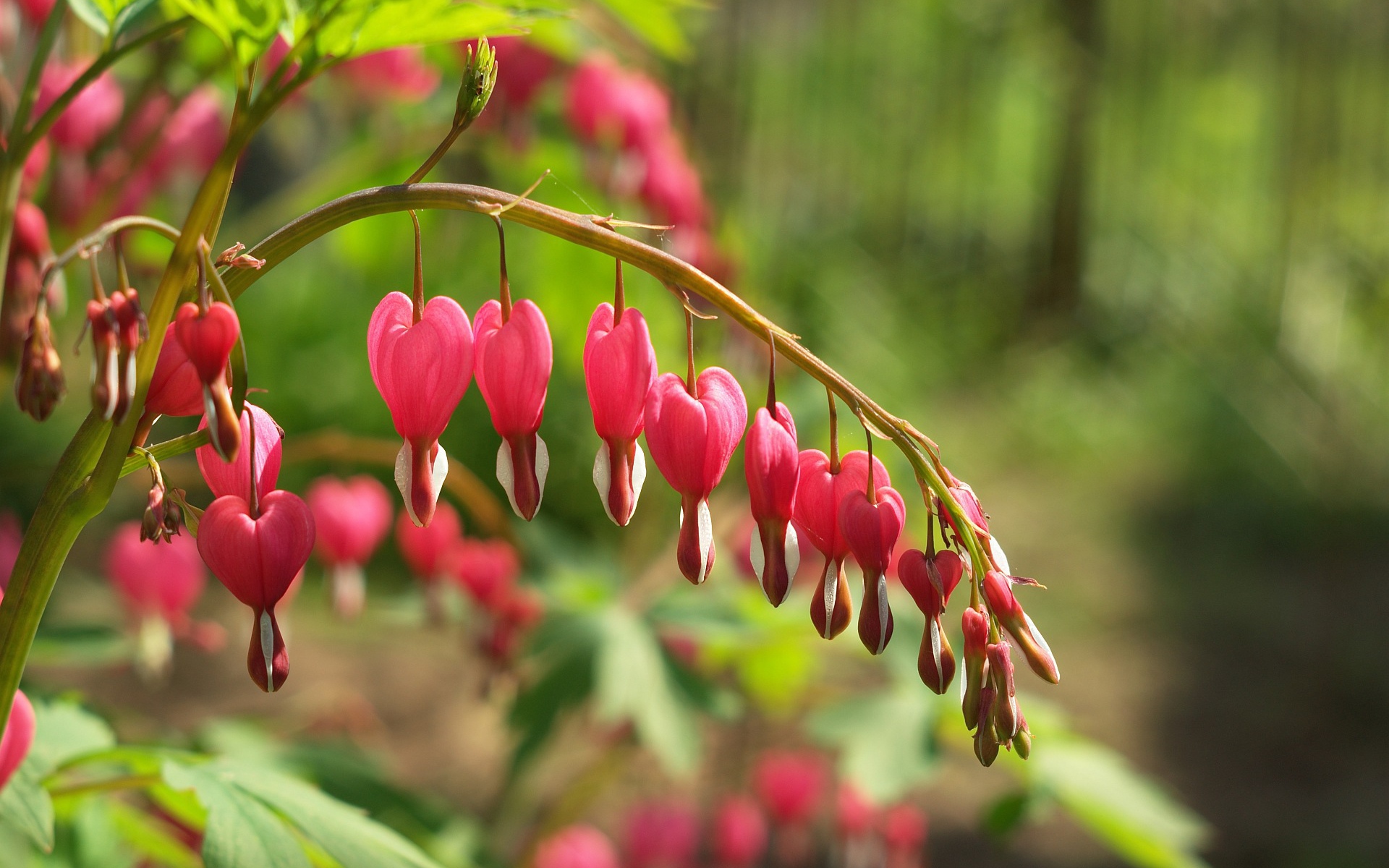 Красивые цветы дицентра в лесу