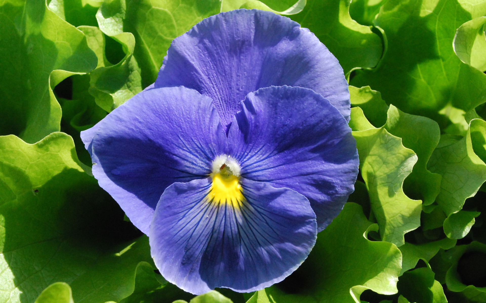 Красивый голубой цветок анютины глазки