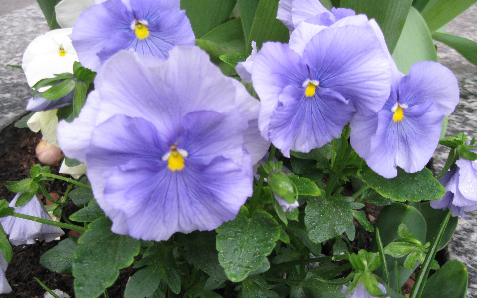 Красивые цветы голубые анютины глазки