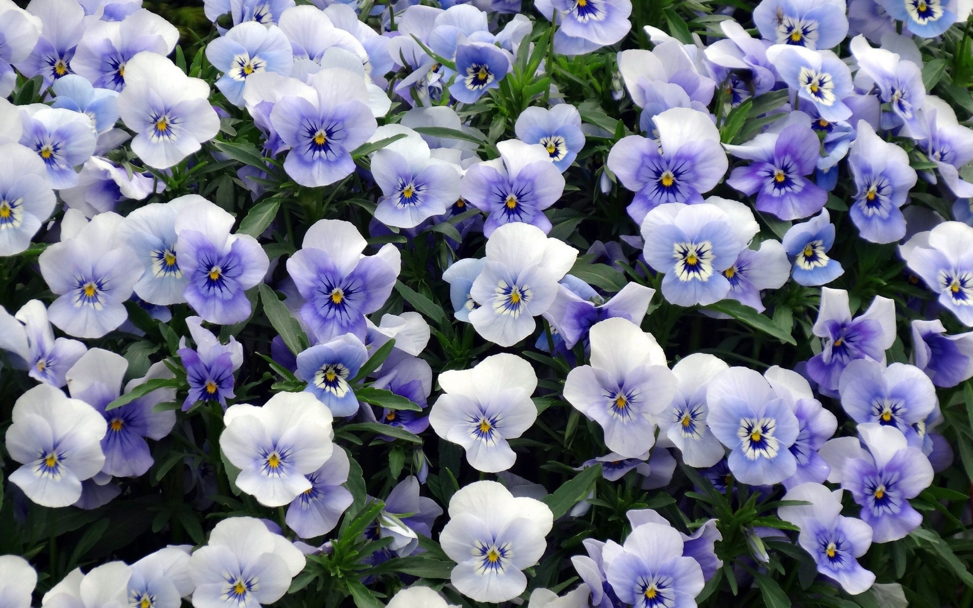 Красивый букет бело-голубых цветов анютины глазки