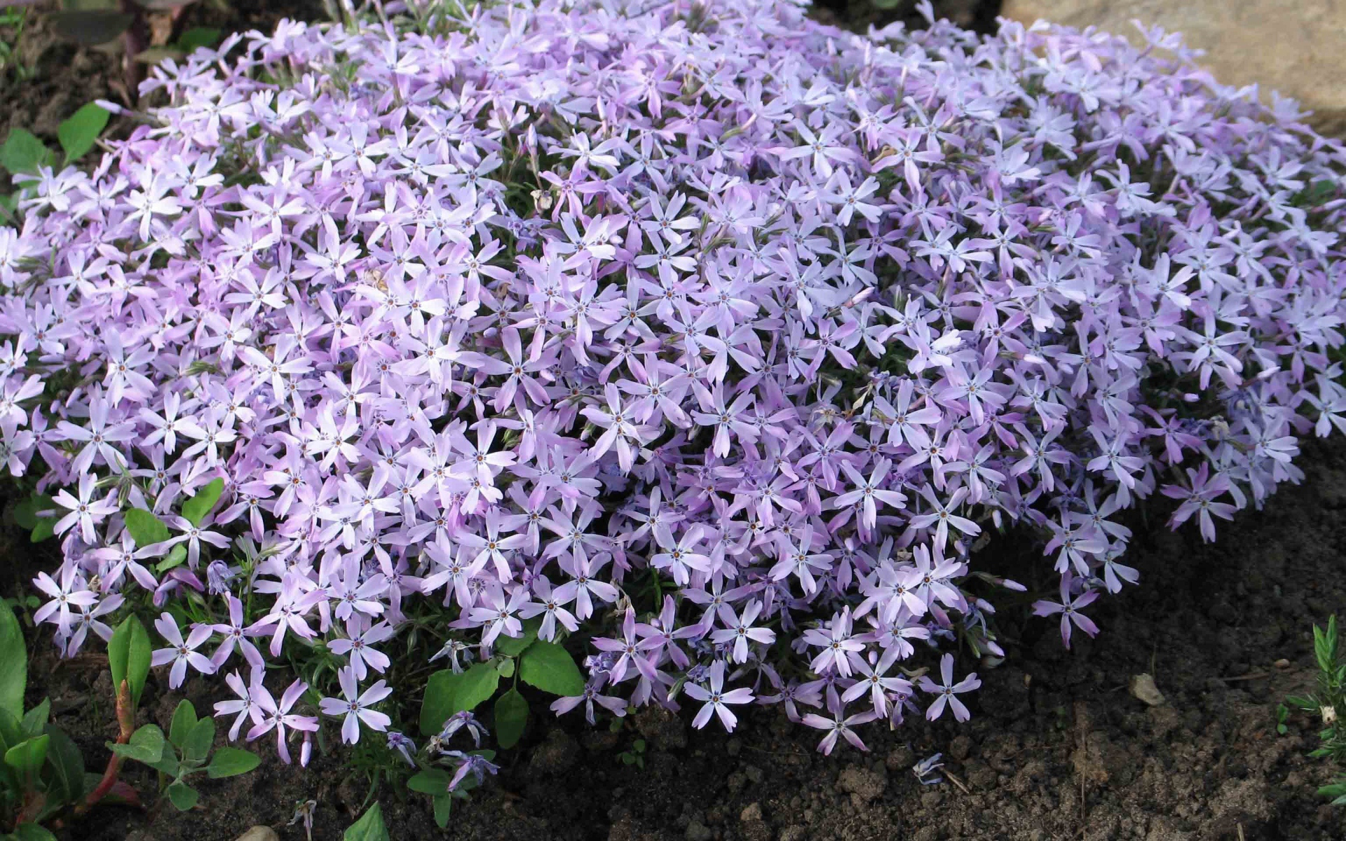 Красивый букет цветов флокс