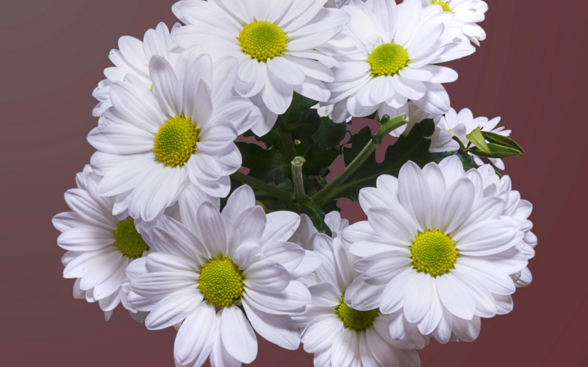 Красивый букет белая хризантема