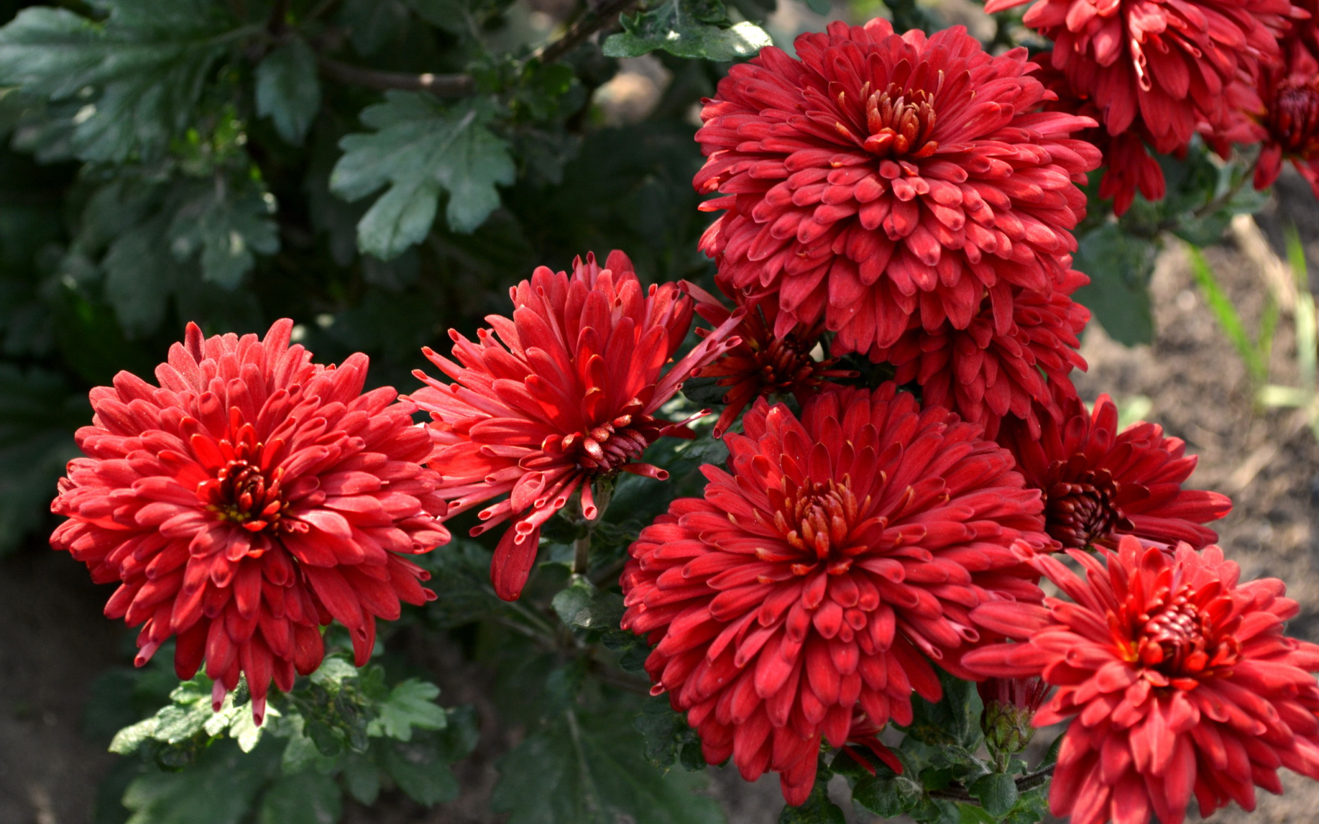 Красивые цветы хризантема на дачном участке