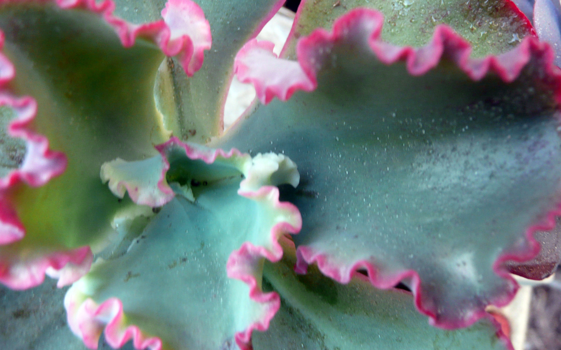 Красивый цветок эхеверия (эчеверия) на поляне