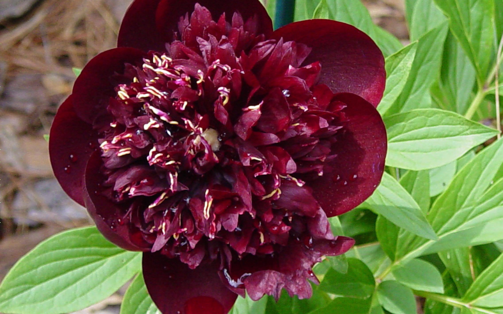 Красивый цветок пион в саду