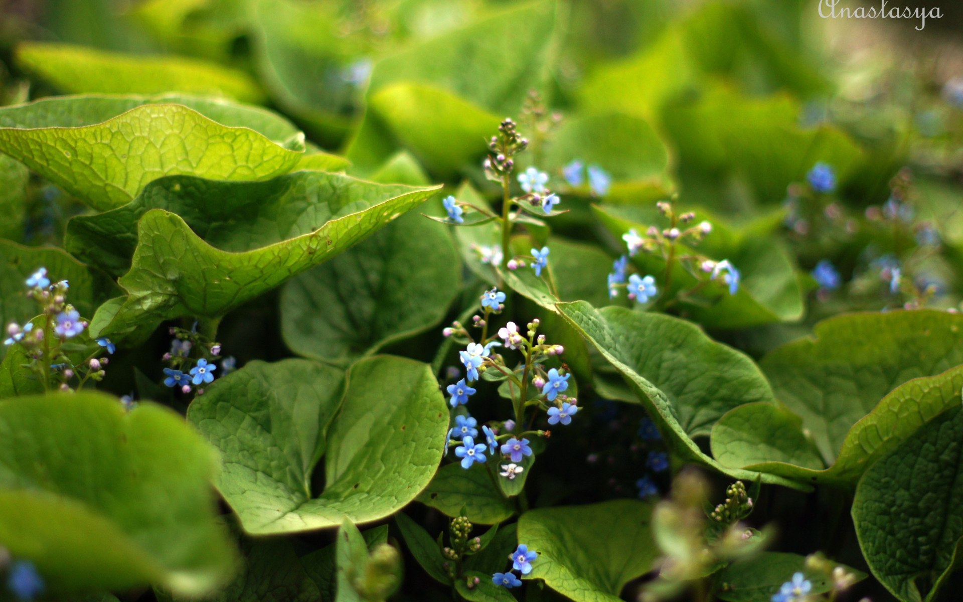 Красивые цветы бруннера