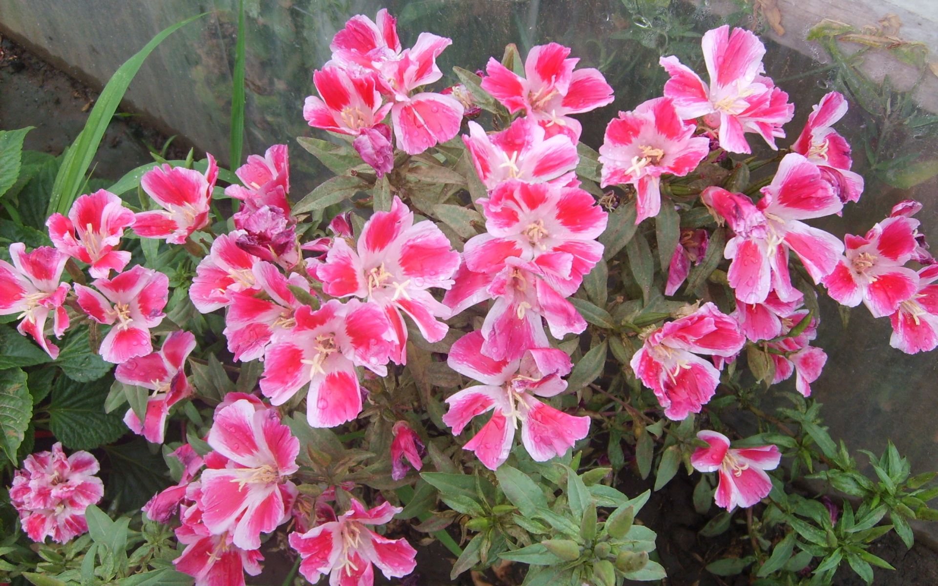 Красивые цветы кларкия (годеция) в парке