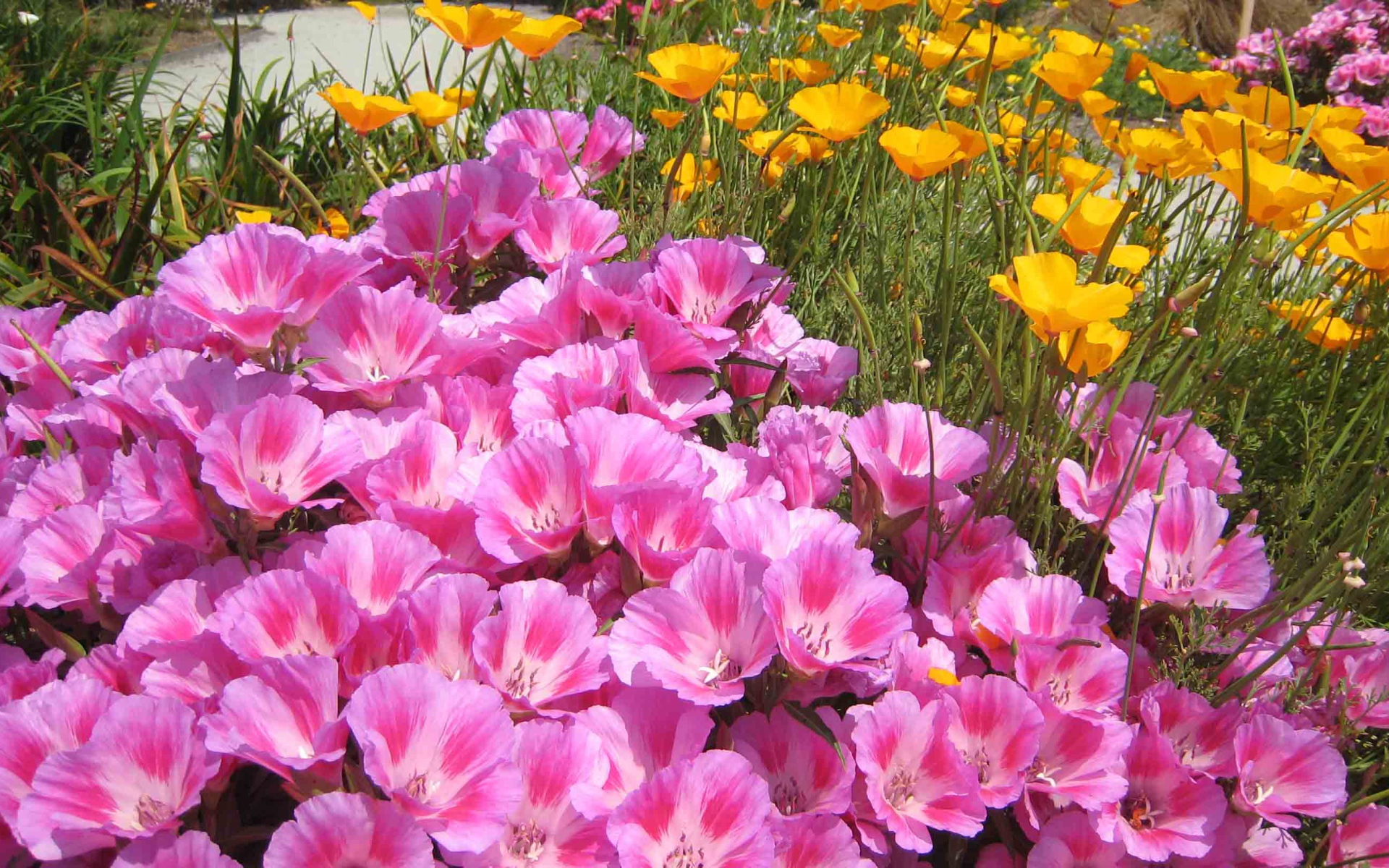 Красивые цветы кларкия (годеция) на поляне