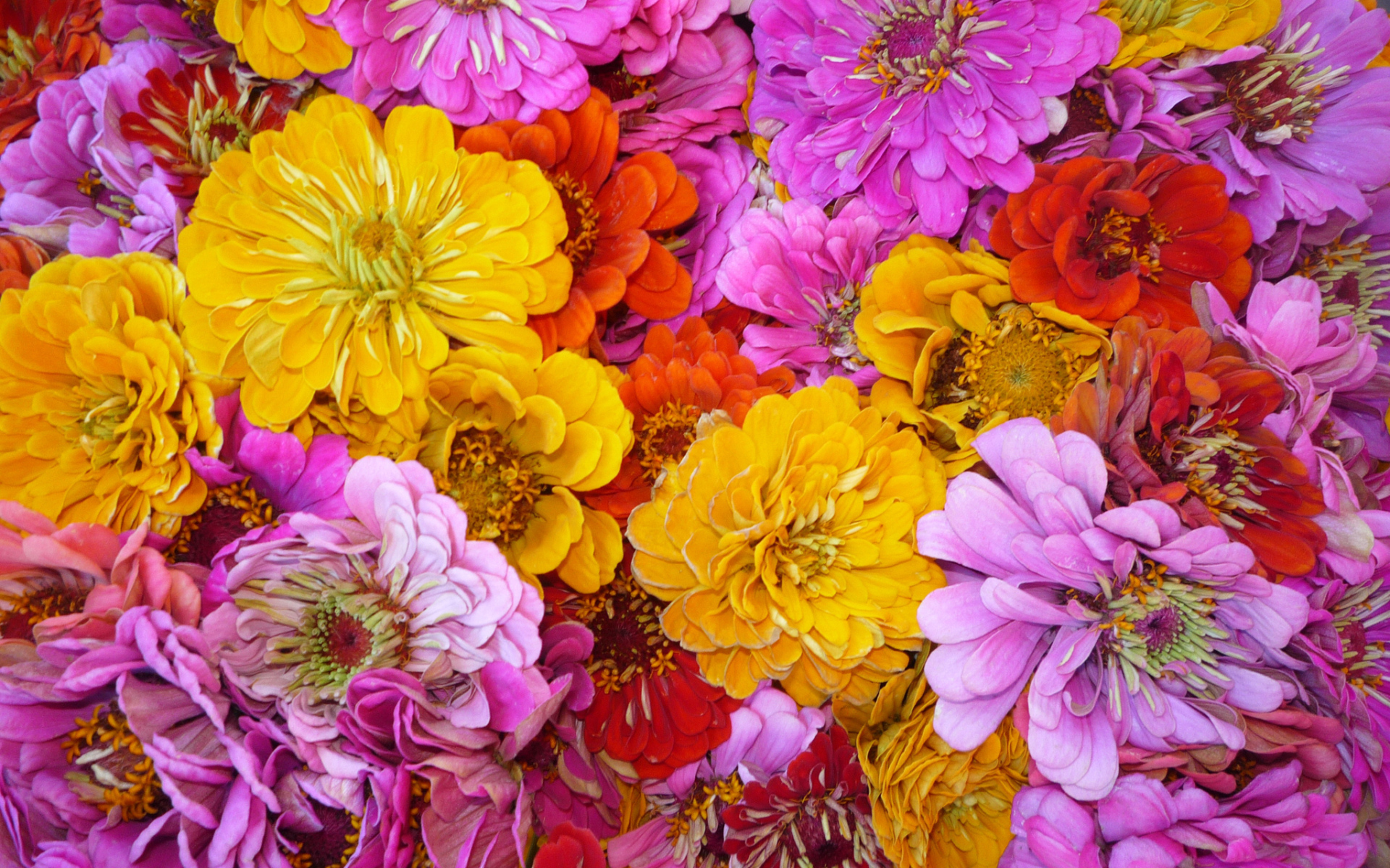 Красивые цветы цинния (циния) на поляне