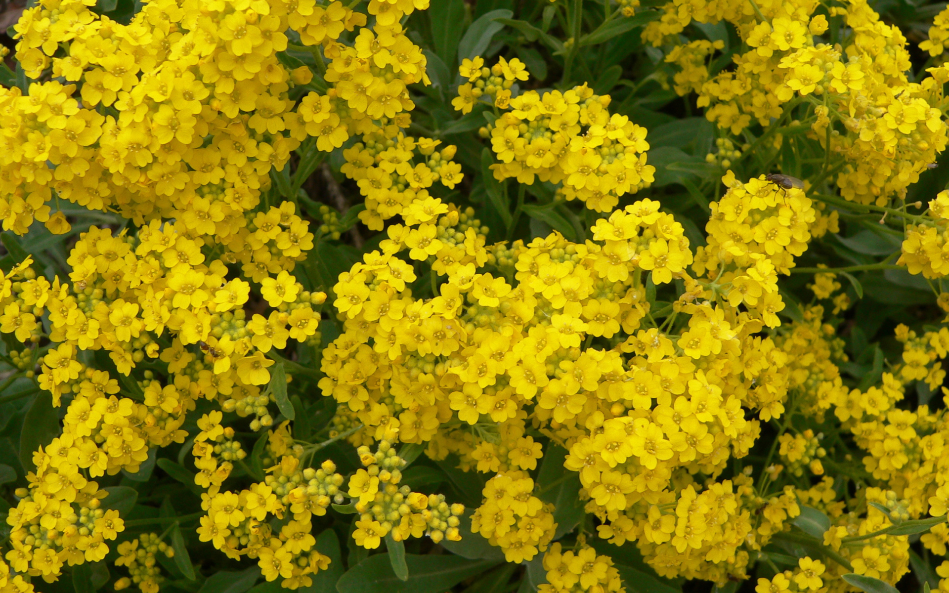 Красивые цветы алиссум на клумбе в саду