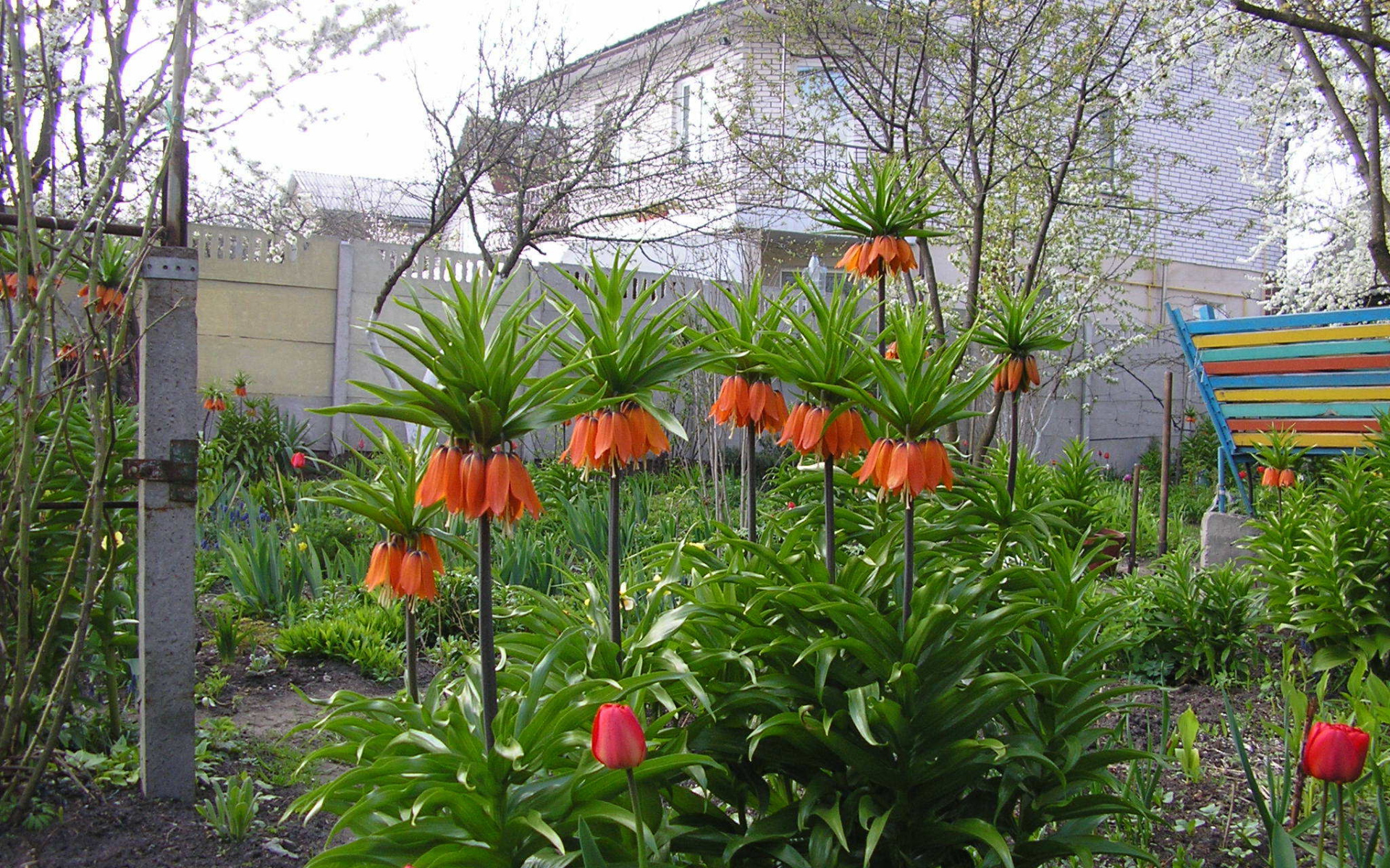 Красивые цветы рябчик императорский в саду