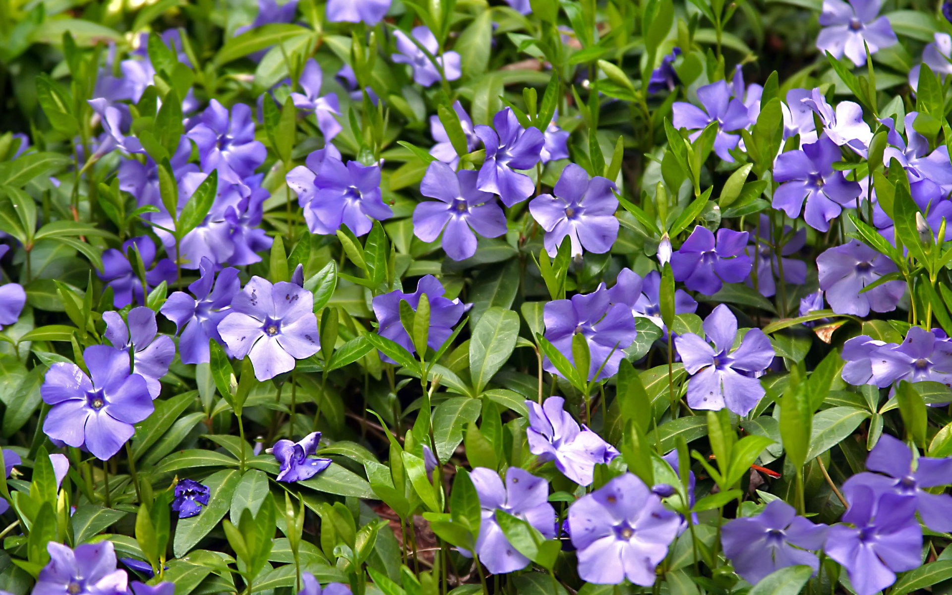 Красивые цветы барвинок в саду