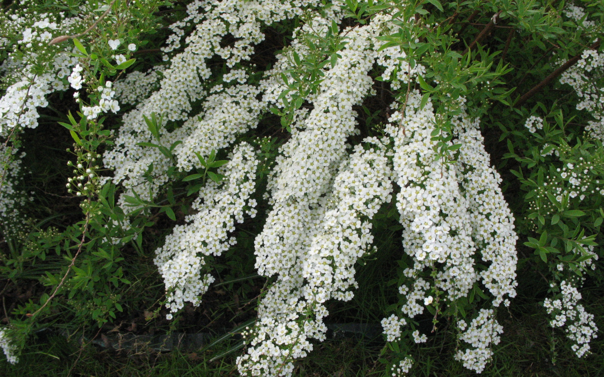 Красивые цветы спирея в саду