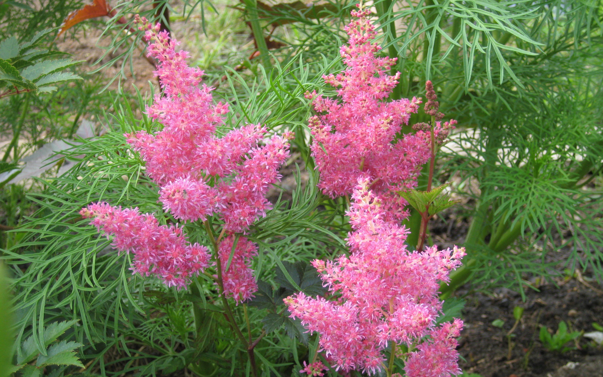 Красивые цветы астильба в парке