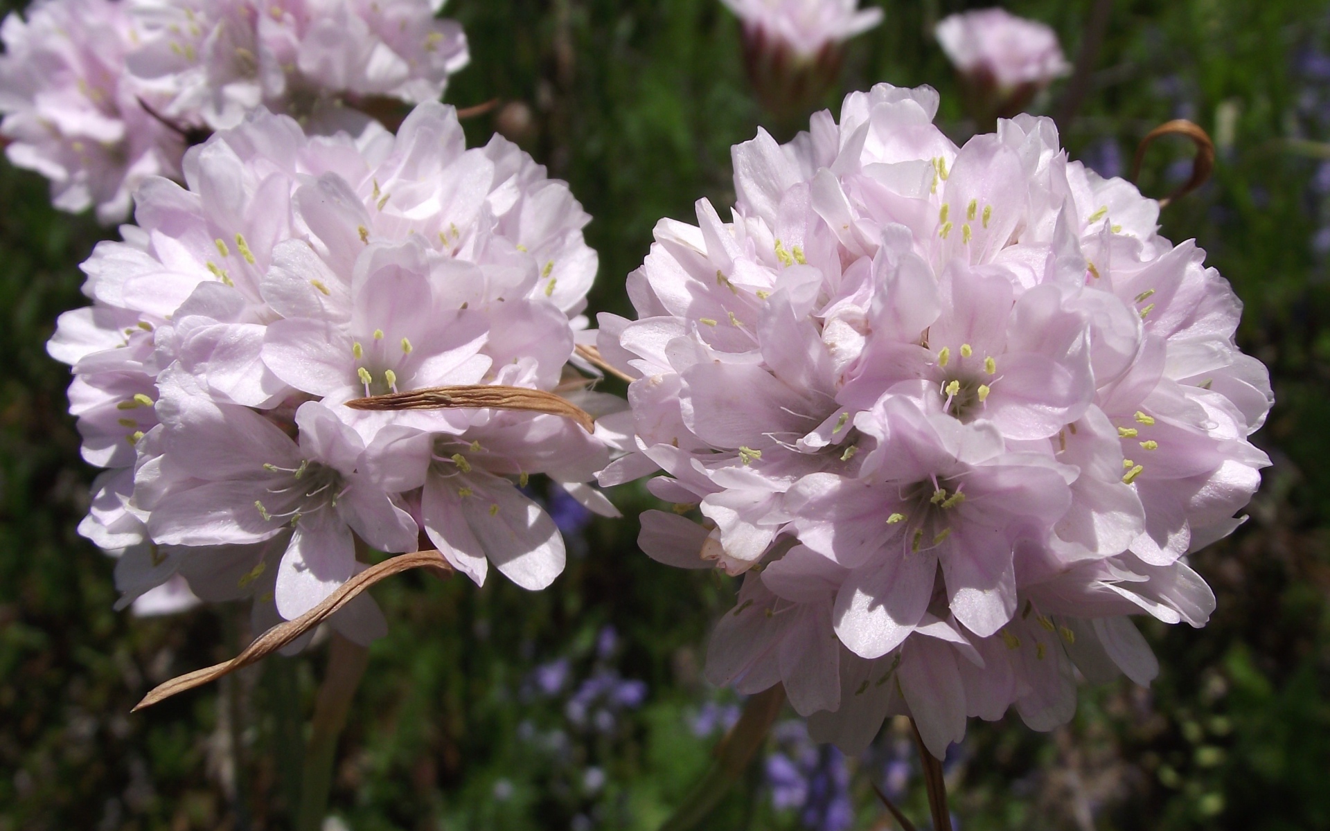 Красивые цветы армерия в парке