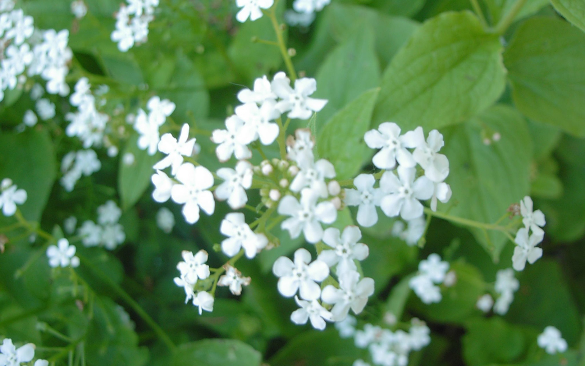 На солнце красивые цветы бруннера 