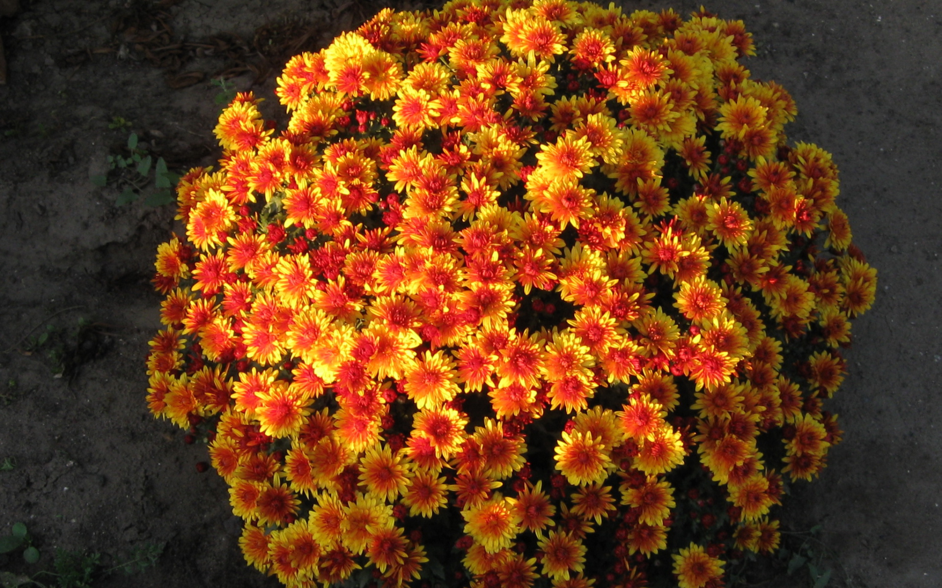 Красивые цветы хризантема 