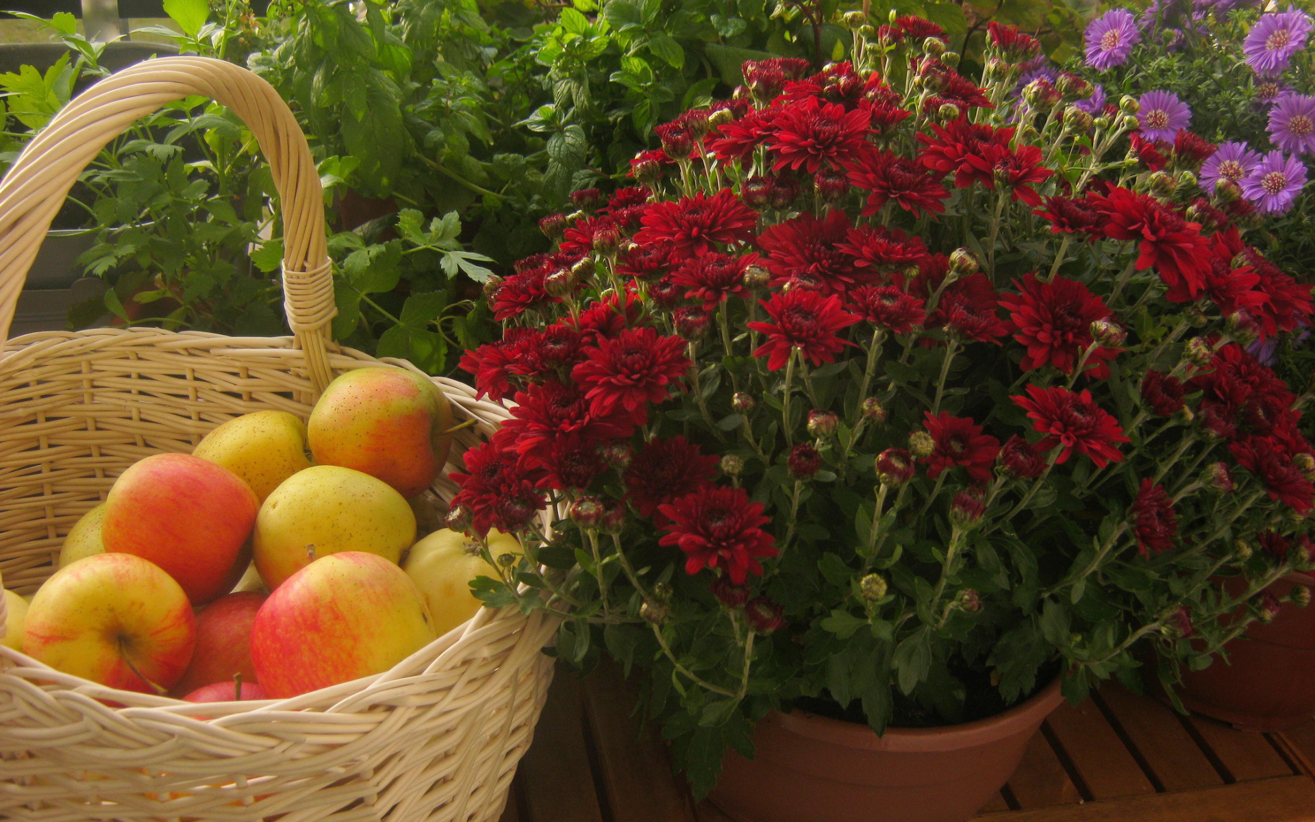 Красивые цветы хризантема и яблоки