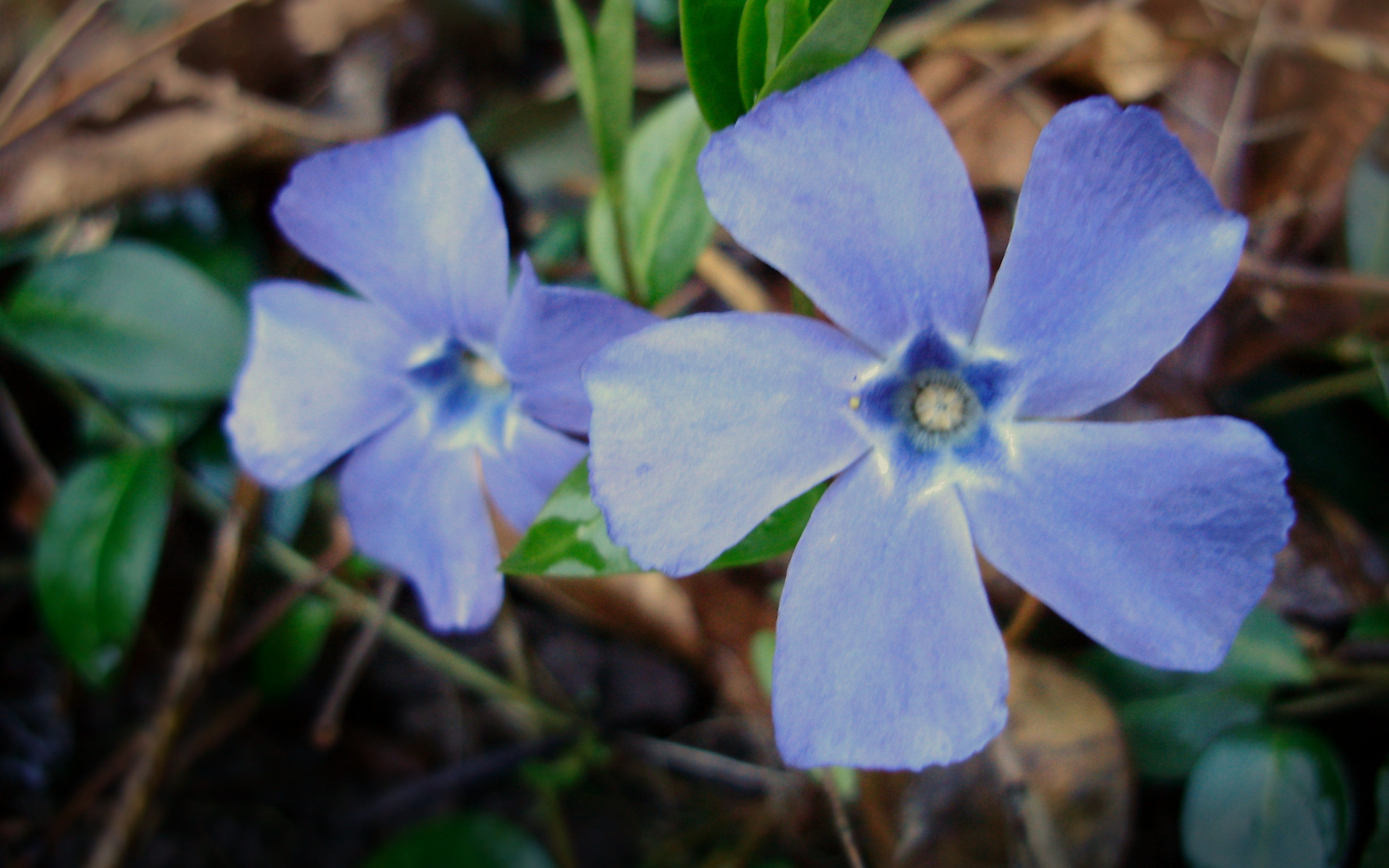 Красивые цветы барвинок на клумбе в саду