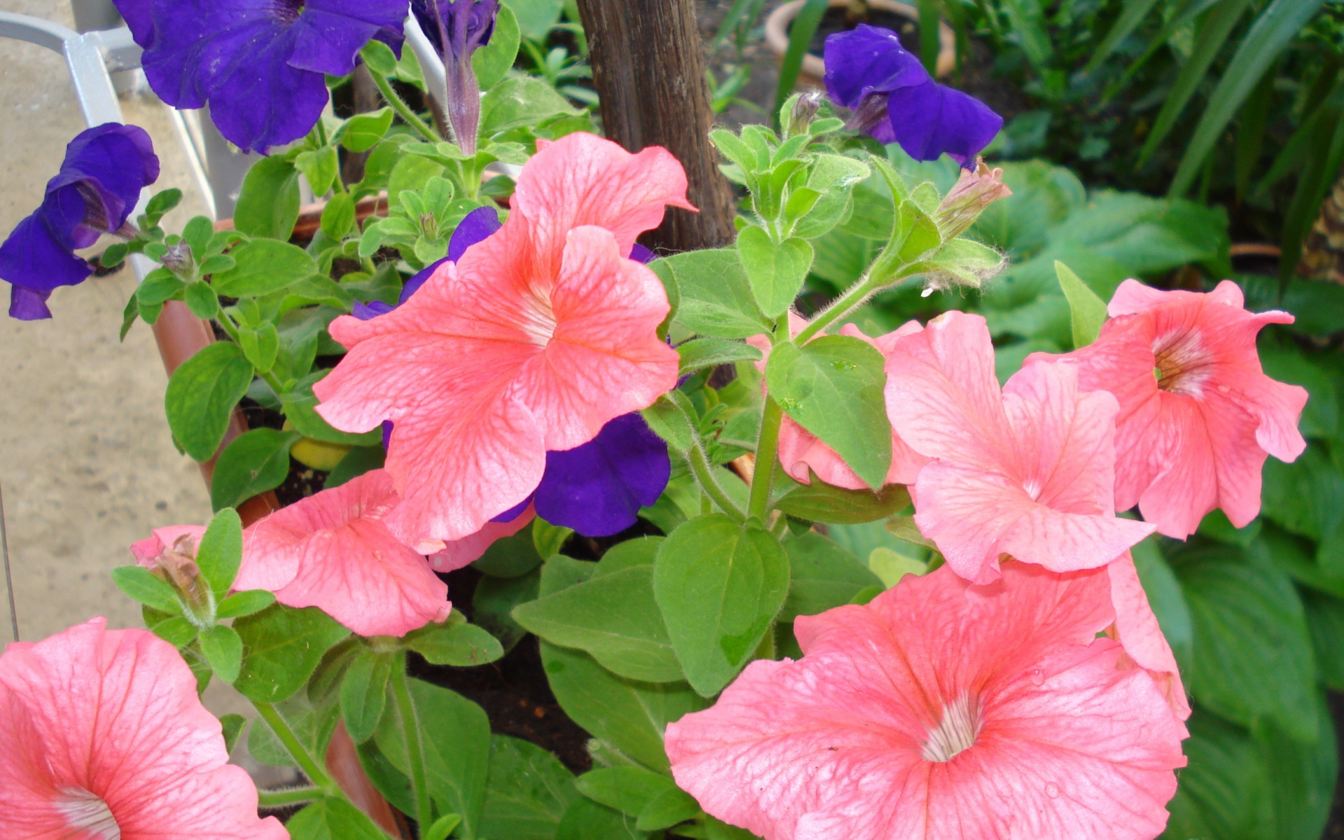 Красивые цветы петуния в лесу