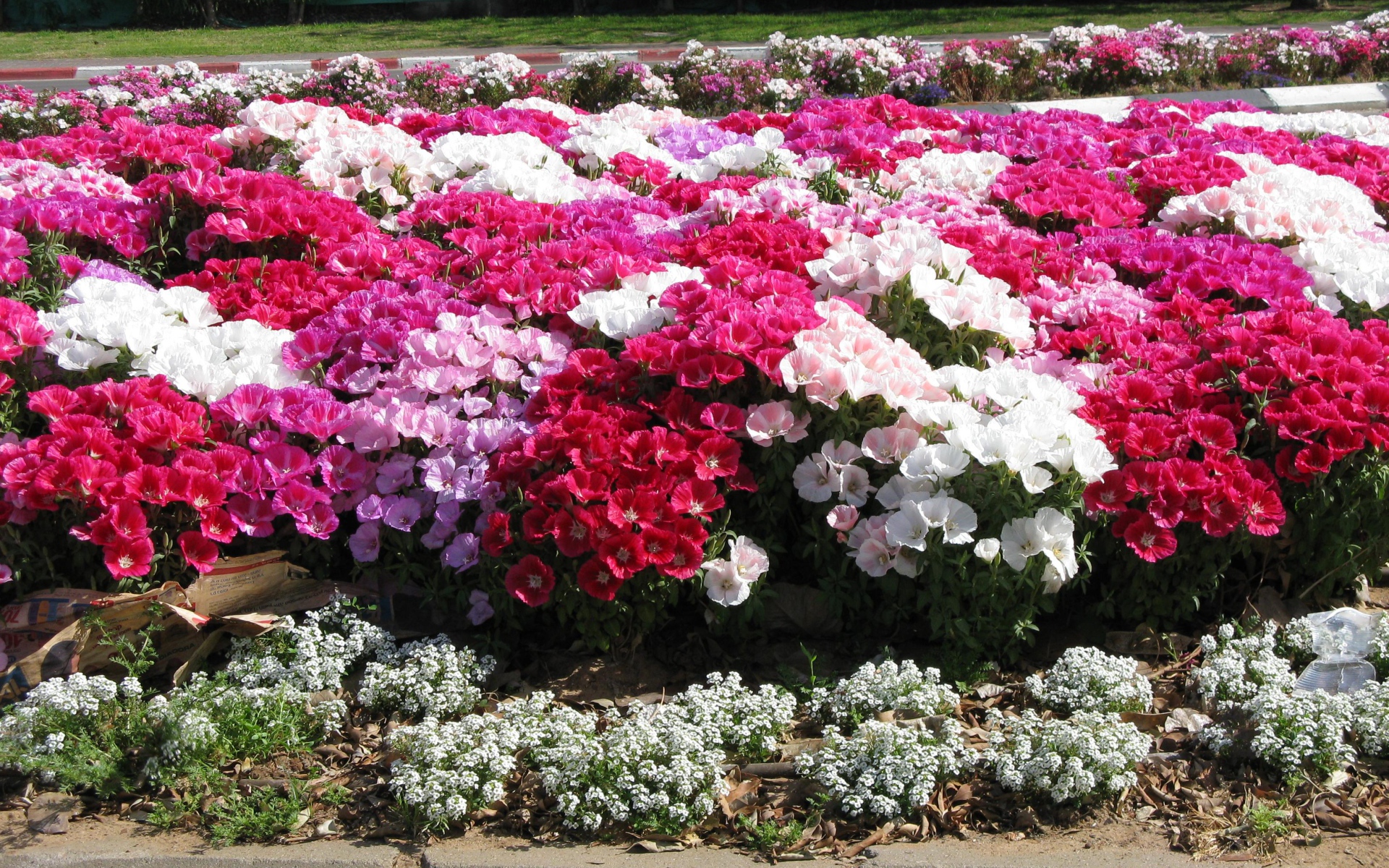 На поляне красивые цветы кларкия (годеция) 